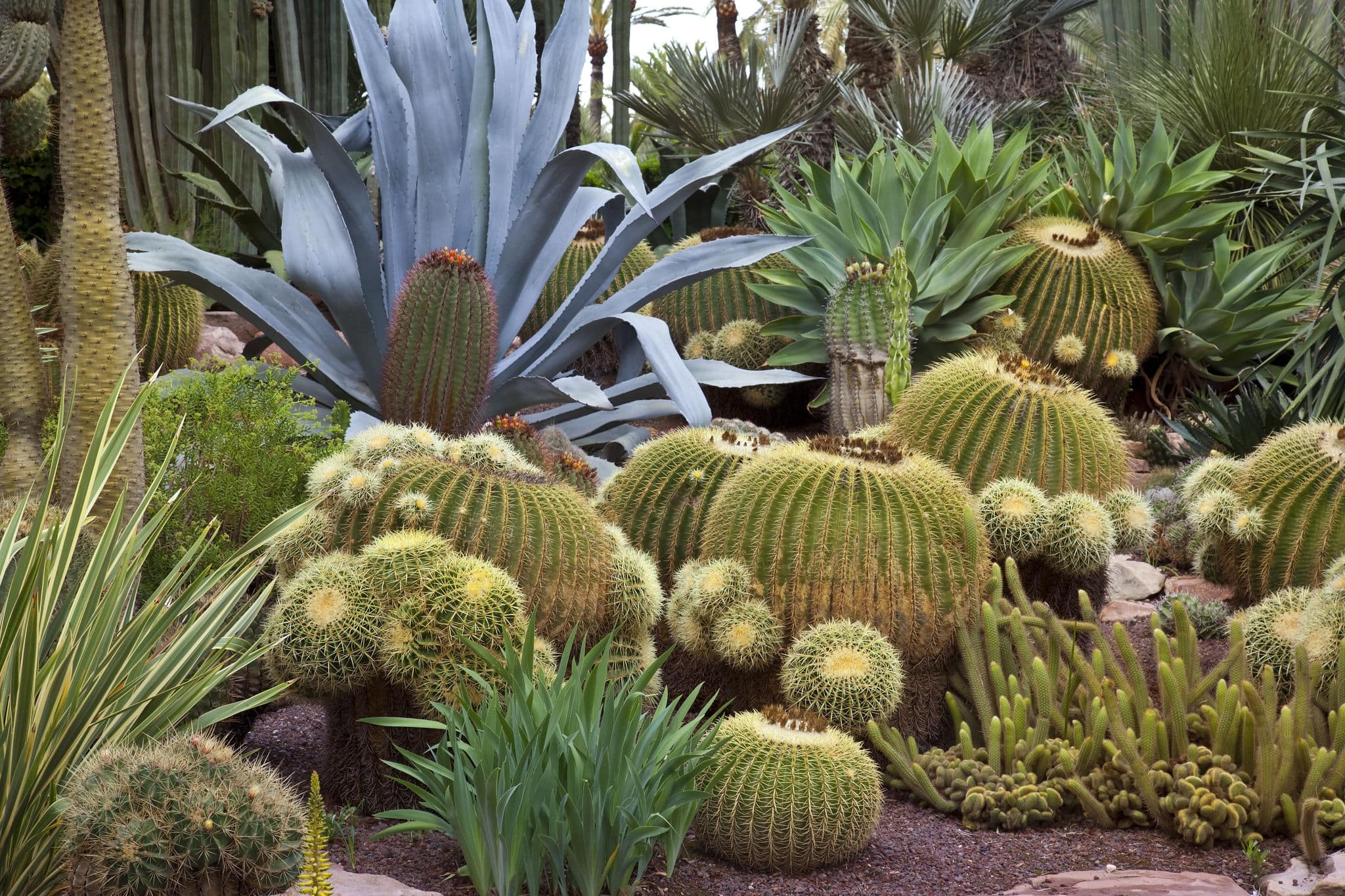 Cactus in the Botanical Gardens of El Huerto del Cura in Elche near Alicante in Spain.