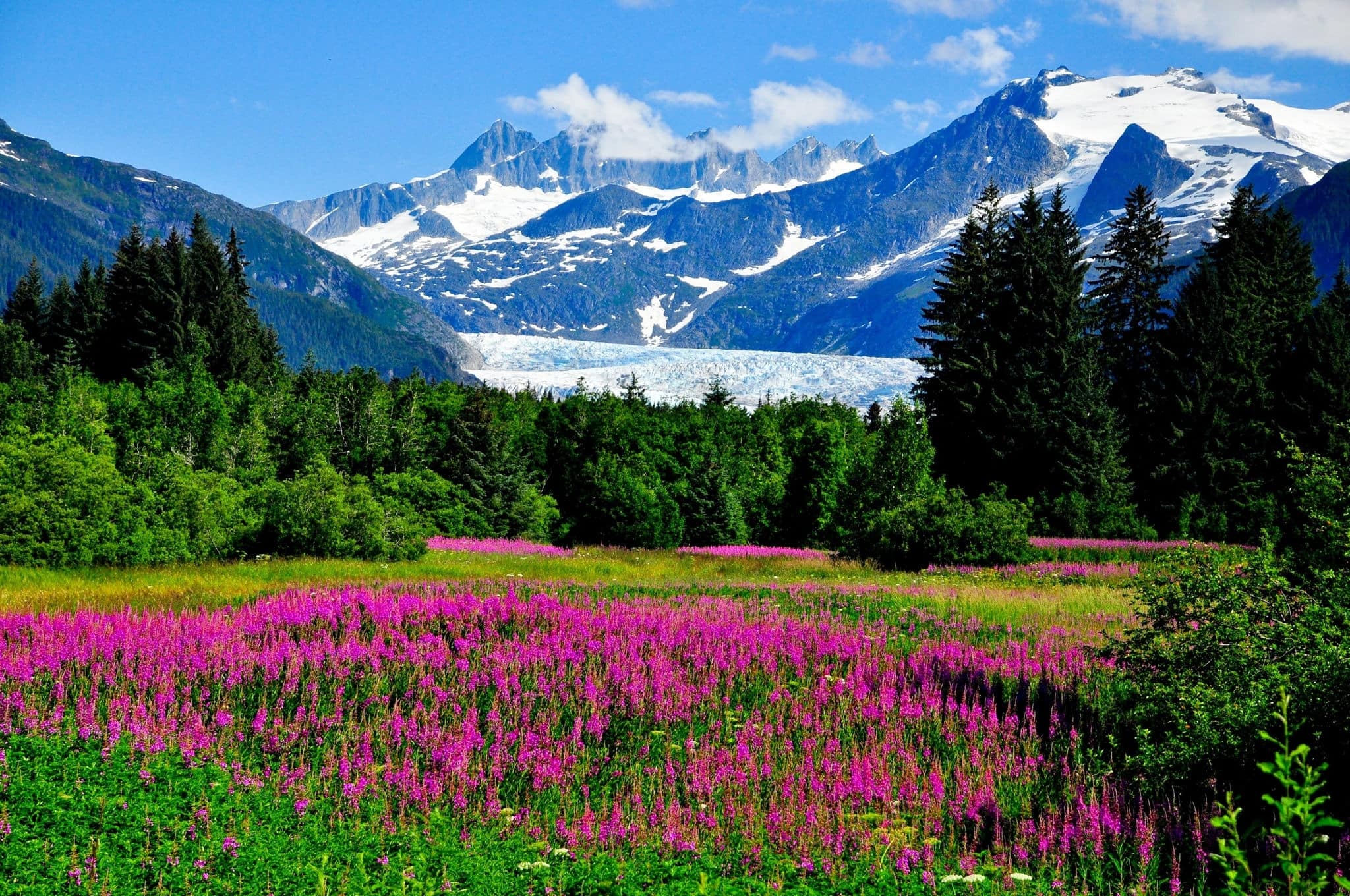 Scenery, Mountains, Lupines, Alaska, Trees, Shrubs - Rare Gallery HD Wallpaper