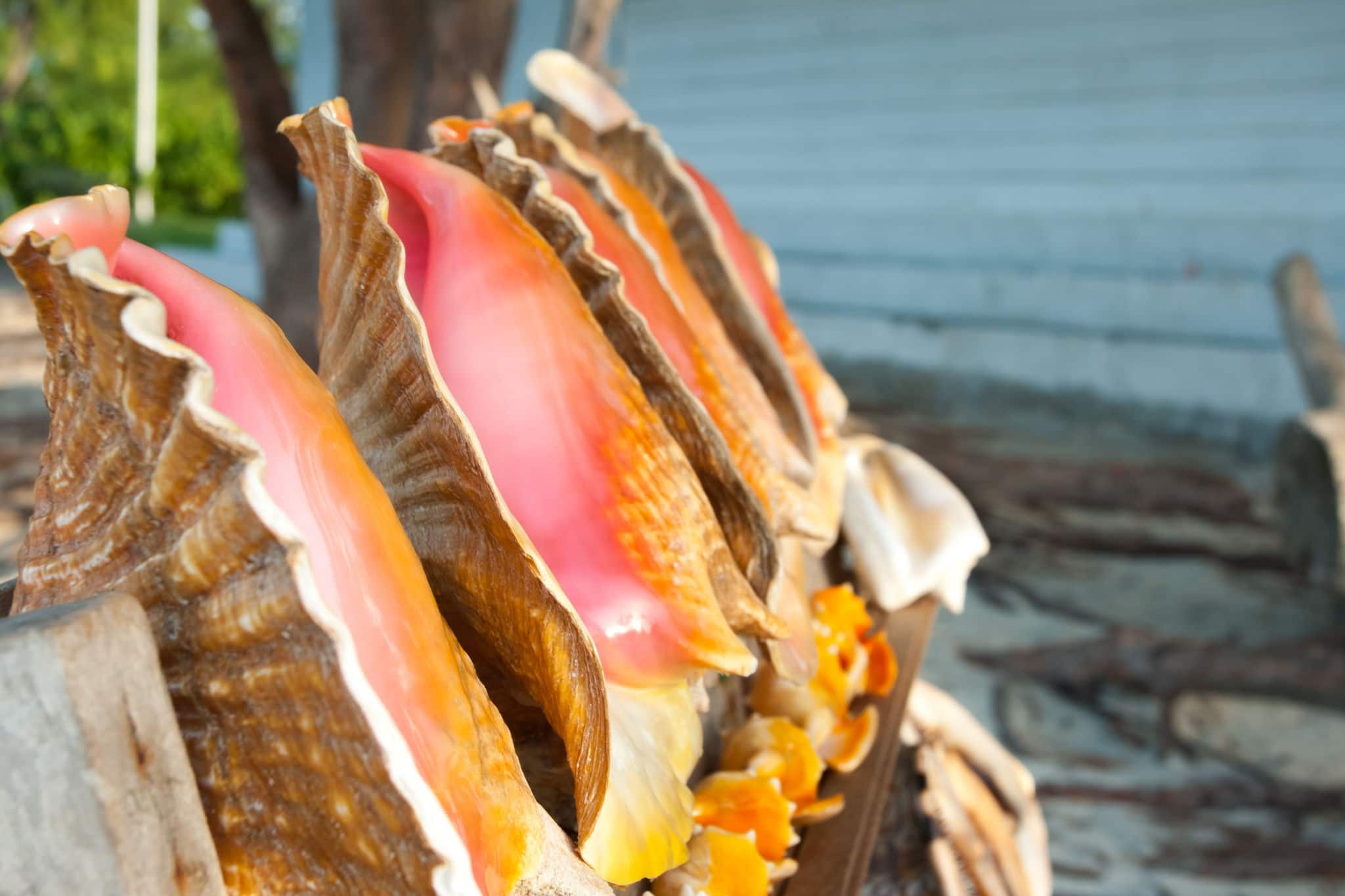 Conch shells in a row. Caribbean, Turks and Caicos. 