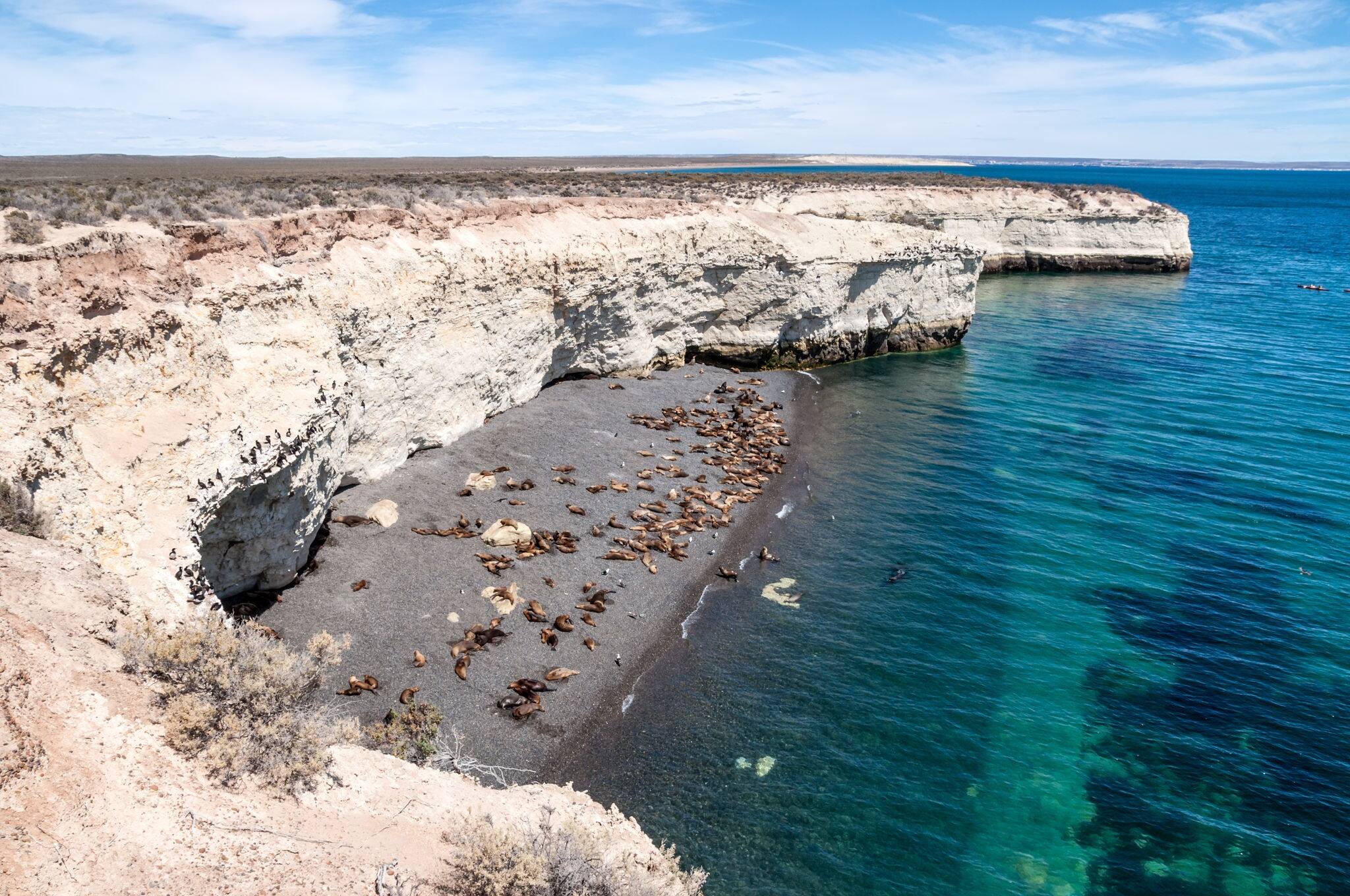 Colony of sea lions on a beach