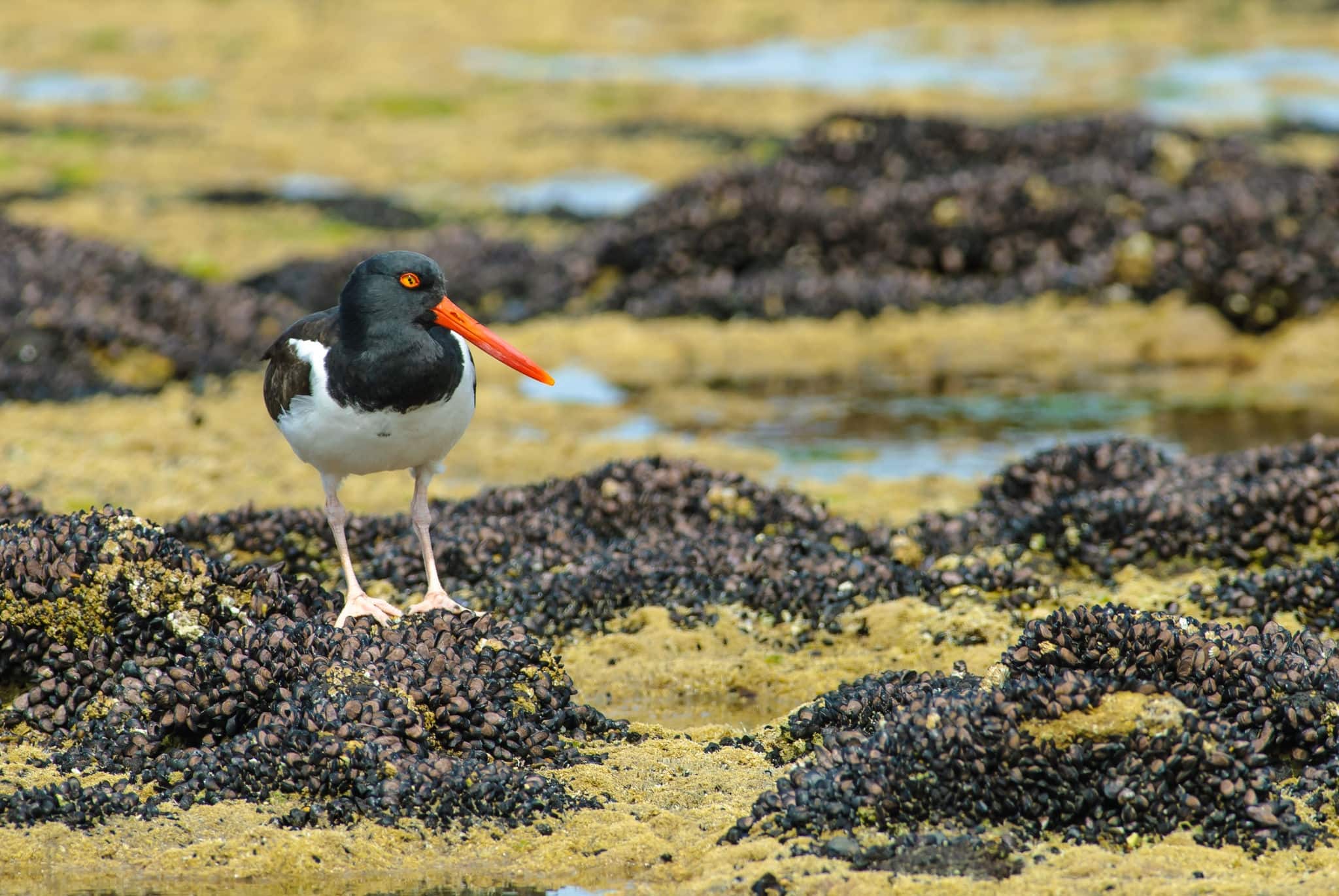 American oystercatcher
