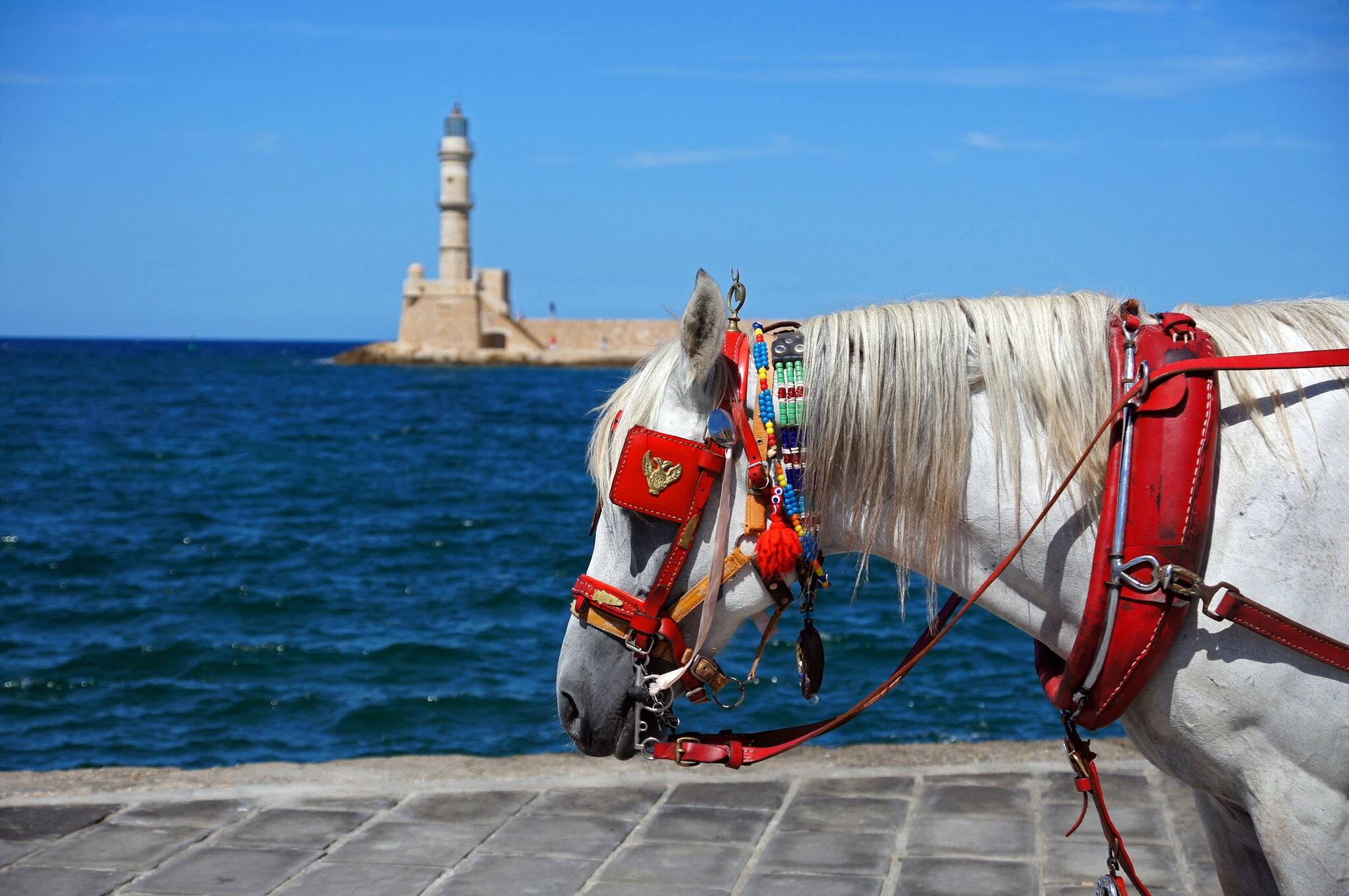 A horse in Crete harbor