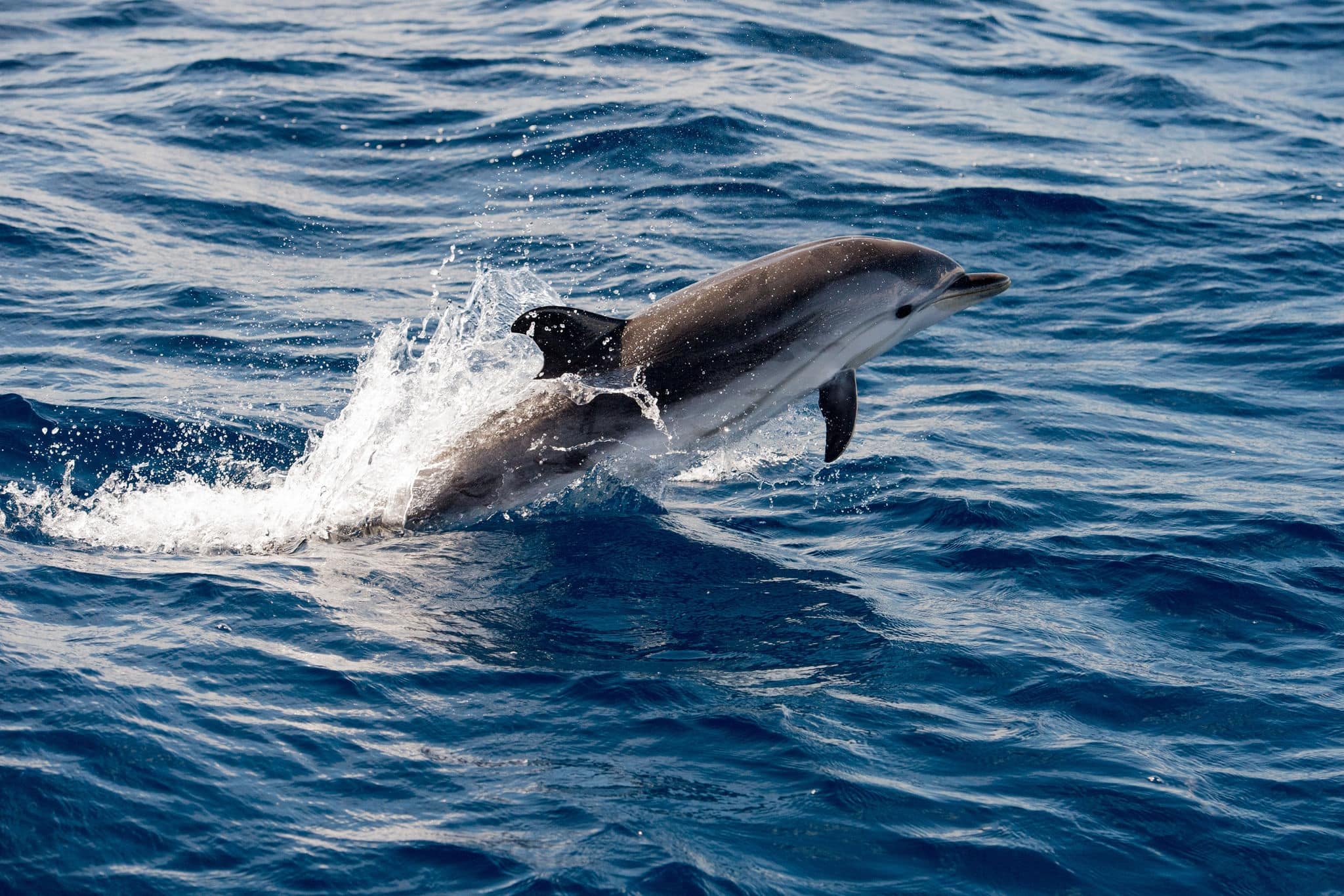 dolphin jumping outside the sea
