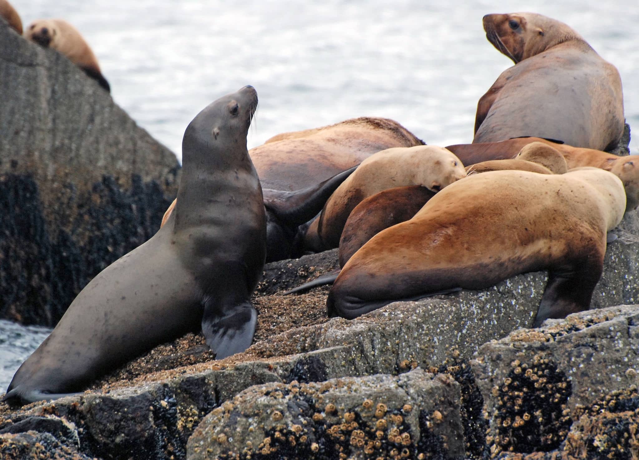 Stellar Sea Lions on the coast near Seward, Alaska