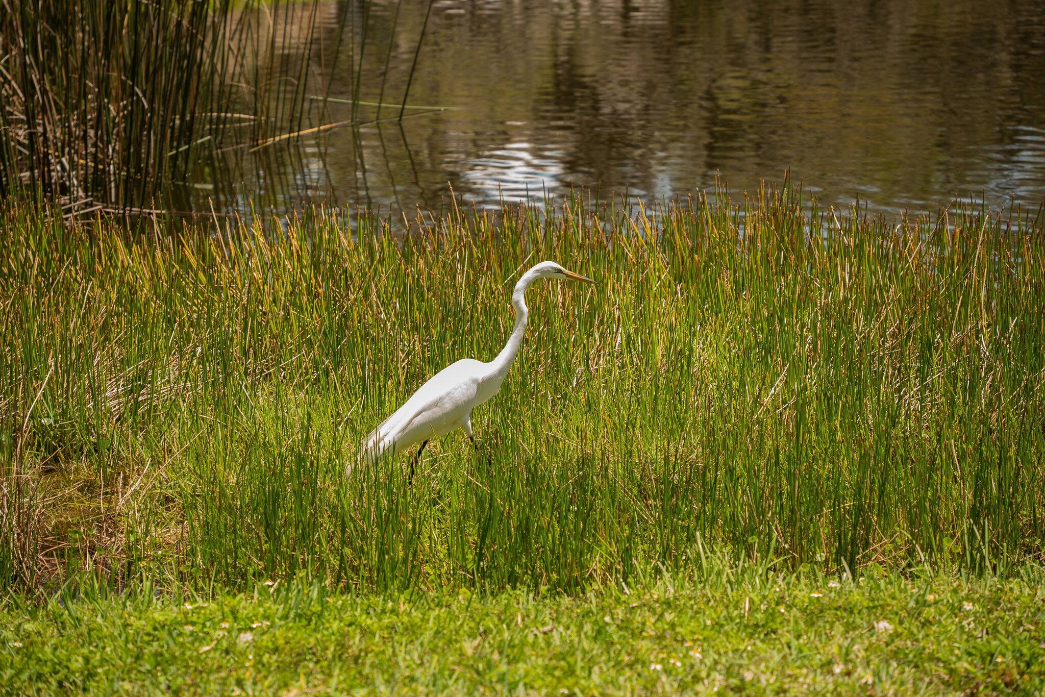 Beautiful herons are big birds of Florida. Nathan Benderson Park in Sarasota, Florida. Natural habitat and wet land. 