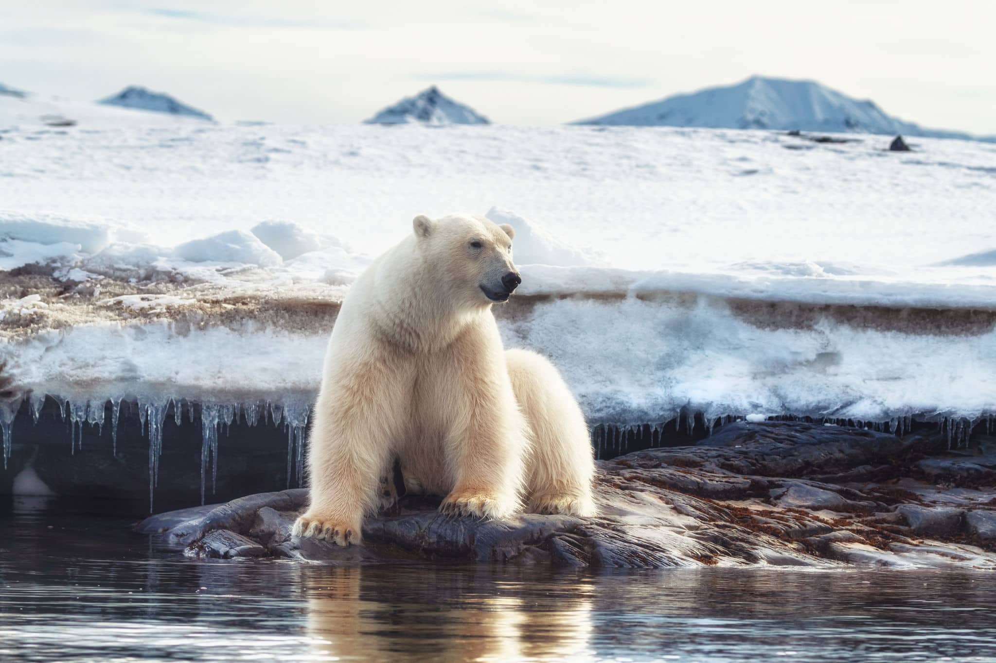 Adult male polar bear sits at the edge of the fast ice in Svalbard, a Norwegian archipelago between mainland Norway and the North Pole