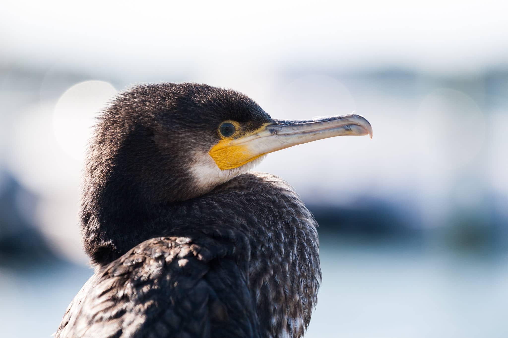 A great black cormorant is calmly sitting by the beach in the nice weather on a spring day in Gothenburg, Sweden. 