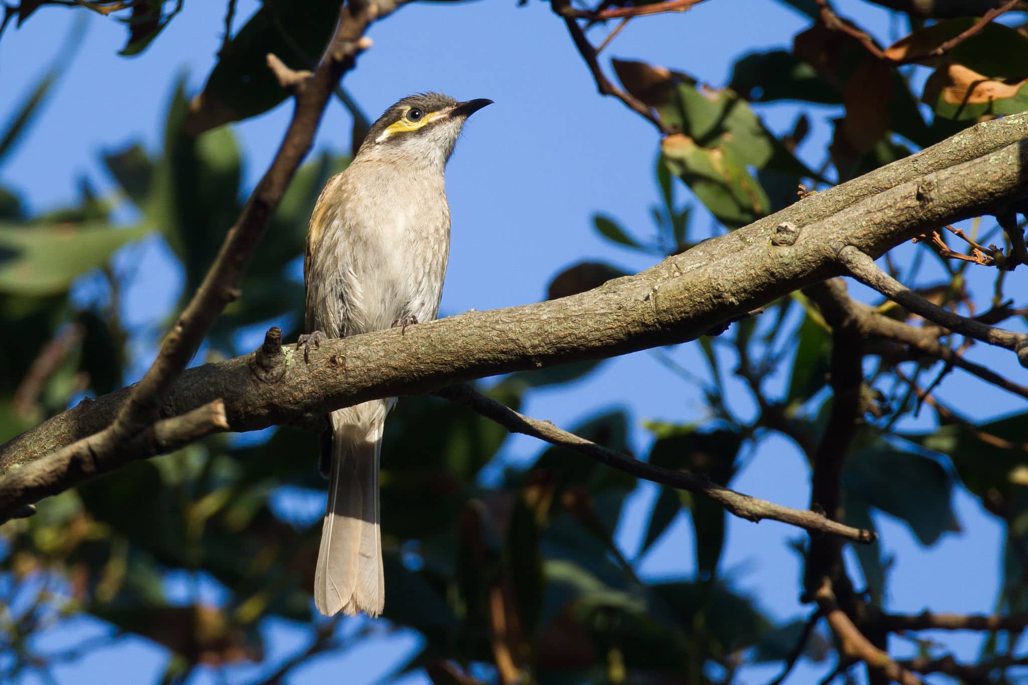 Yellow-faced Honeyeater Lichenostomus chrysops in tree in Portland, Victoria, Australia