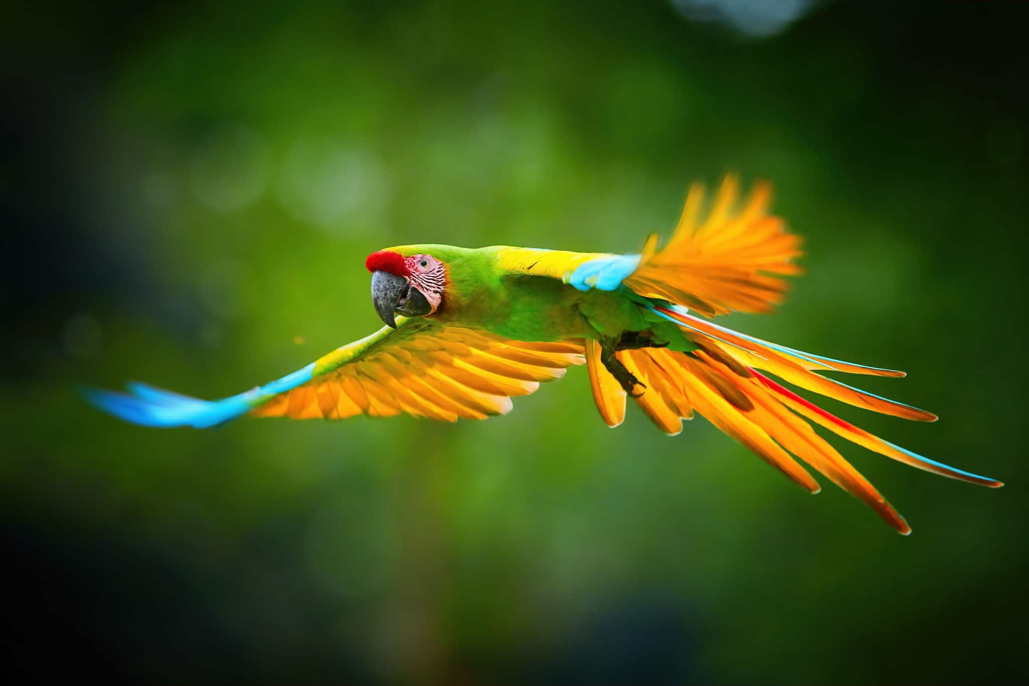 Endangered parrot, Great green macaw, Ara ambigua guayaquilensis in flight. Green-yellow, wild tropical rain forest parrot, flying with outstretched wings against blurred background. Costa Rica.