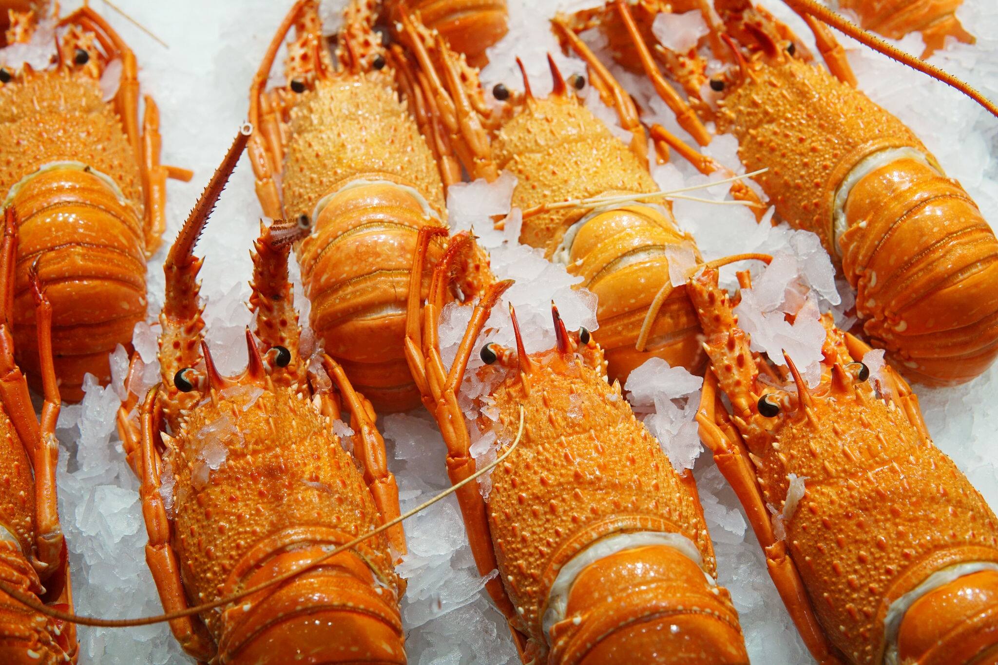 Selective focus on Cooked western australia rock lobsters display at fish market. Background of whole lobster ready to takeaways