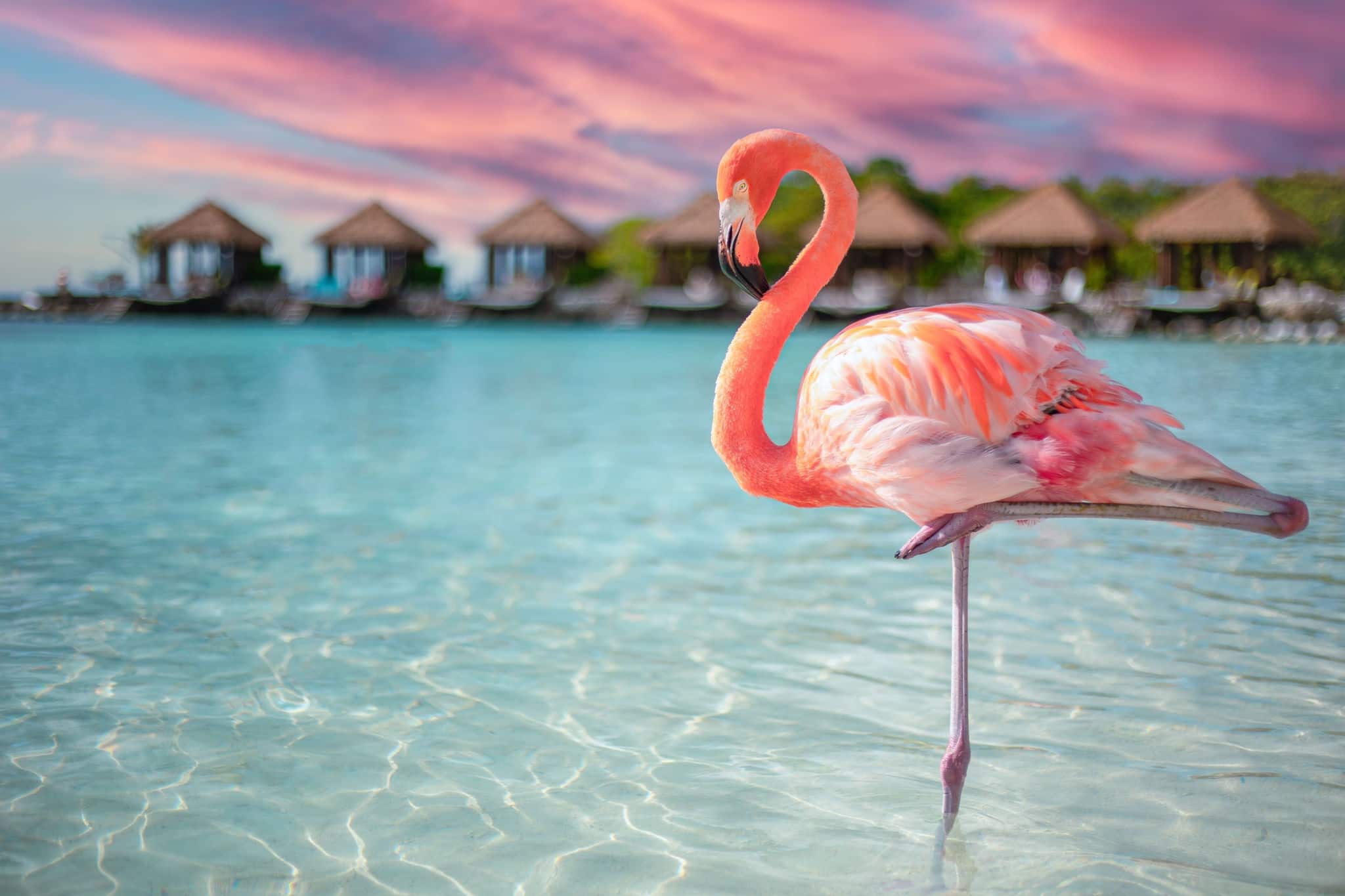 A closeup of a flamingo in the sea on Renaissance Island, Aruba
