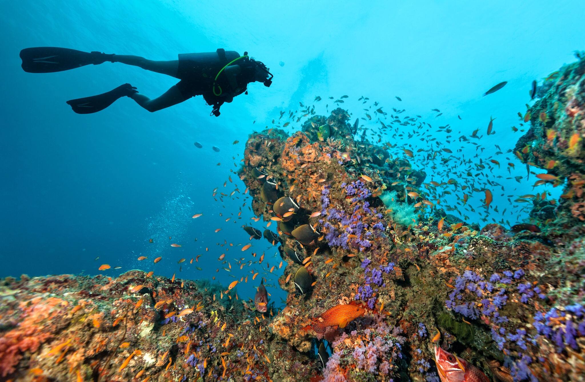 NCL-Lifestyle-Cruise-Scuba-Diver-Coral-Reef-Blog