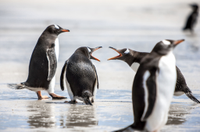 Stanley, Falkland Islands