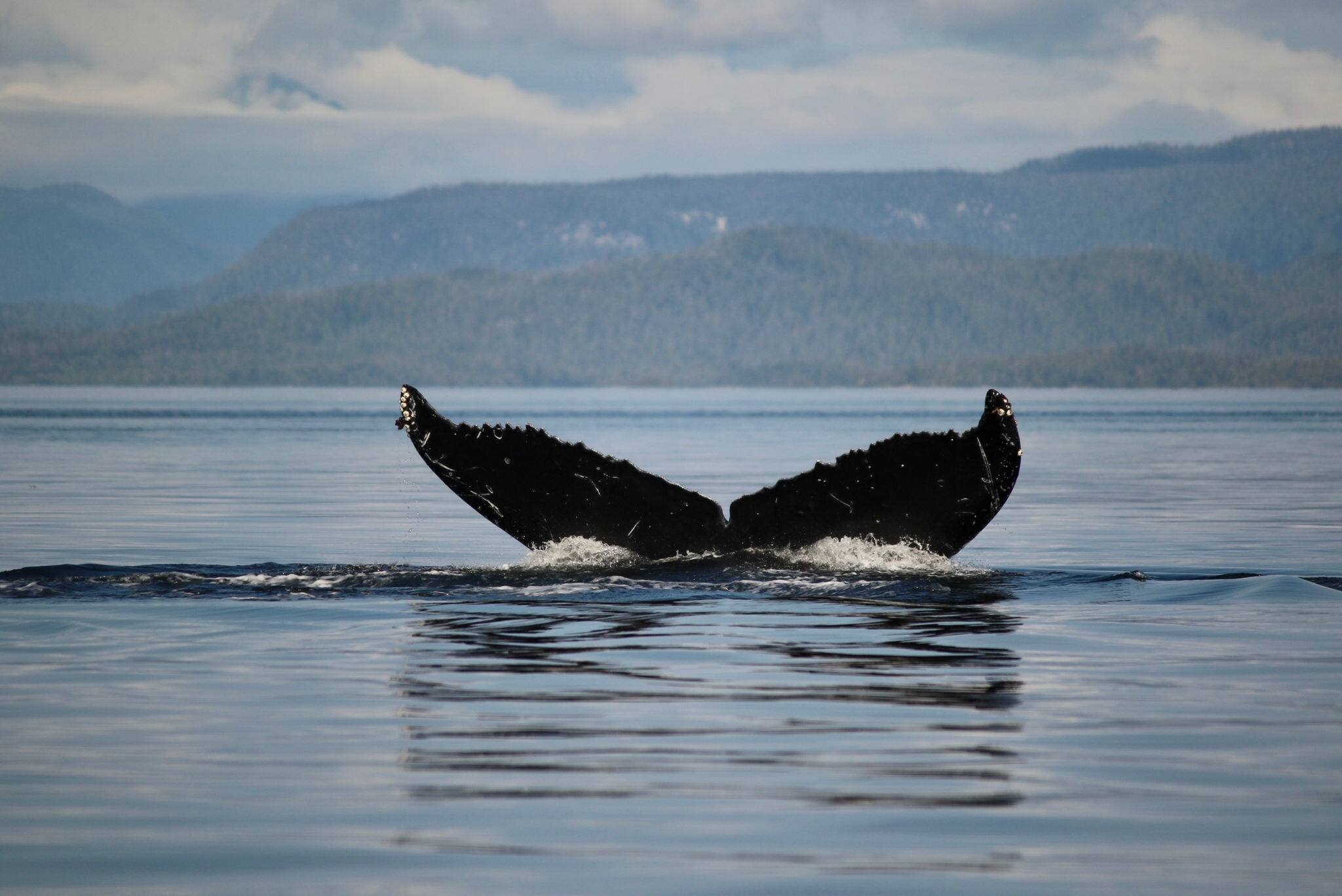 Hump back whale falling back to the depths of the ocean. 