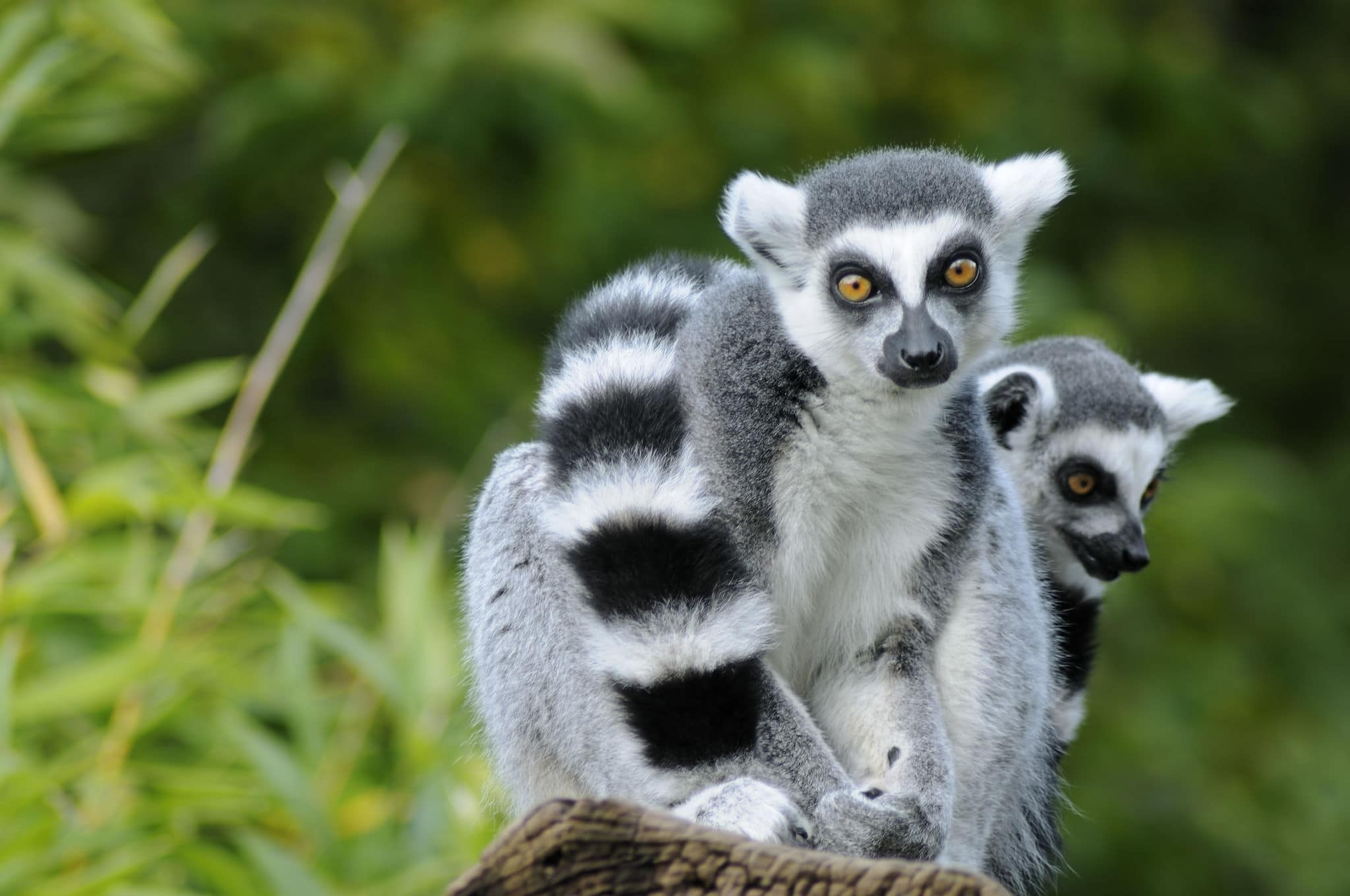 Two ring-tailed lemur sitting on a tree