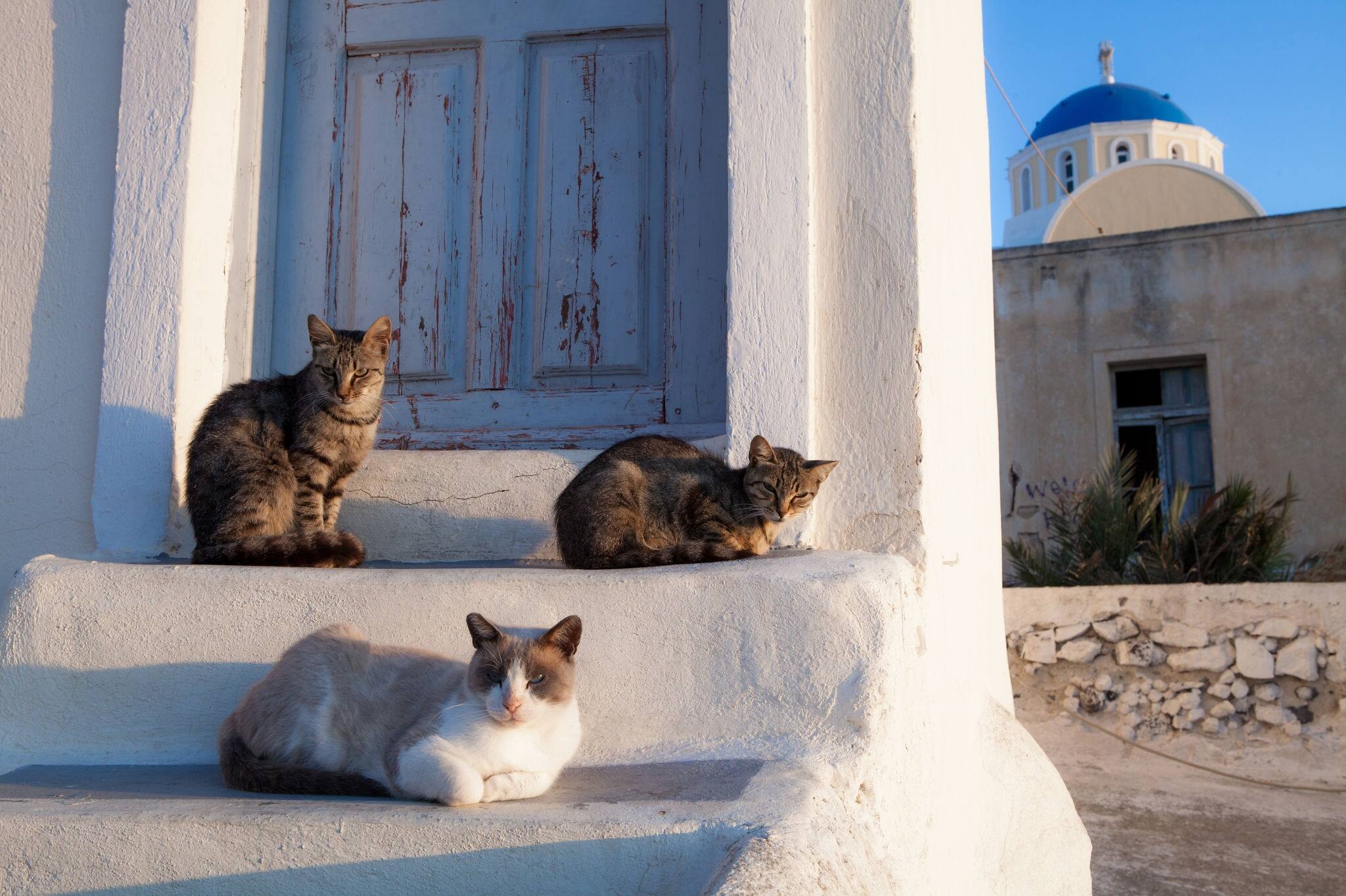 Street cats in Athens, Greece