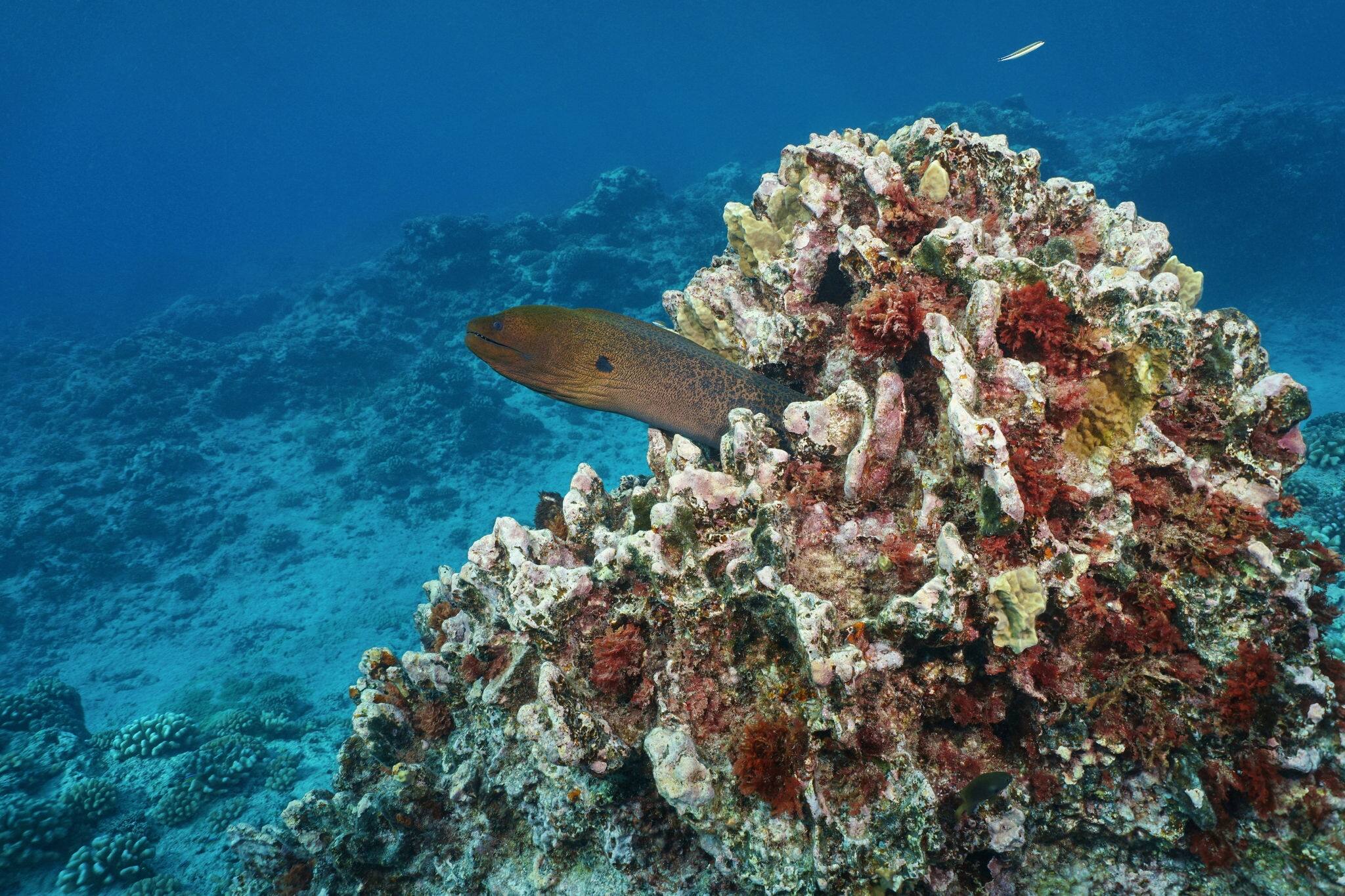 A giant moray eel, Gymnothorax javanicus, underwater on the outer reef of Huahine island, Pacific ocean, French Polynesia