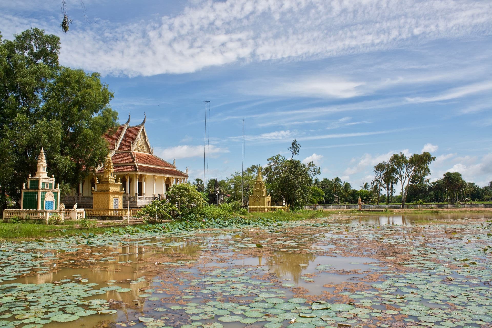 Lotus Pond in Kampot, Cambodia