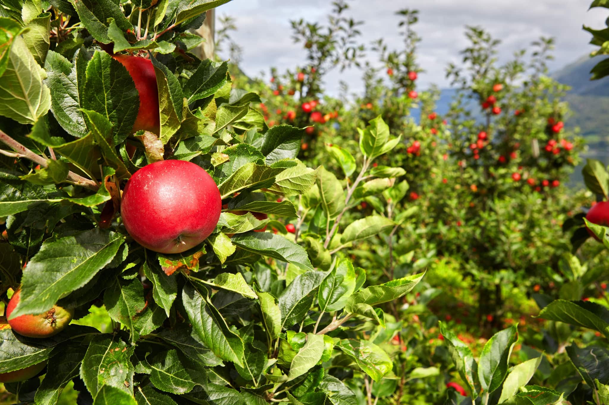 Apple in an apple orchard in Norway