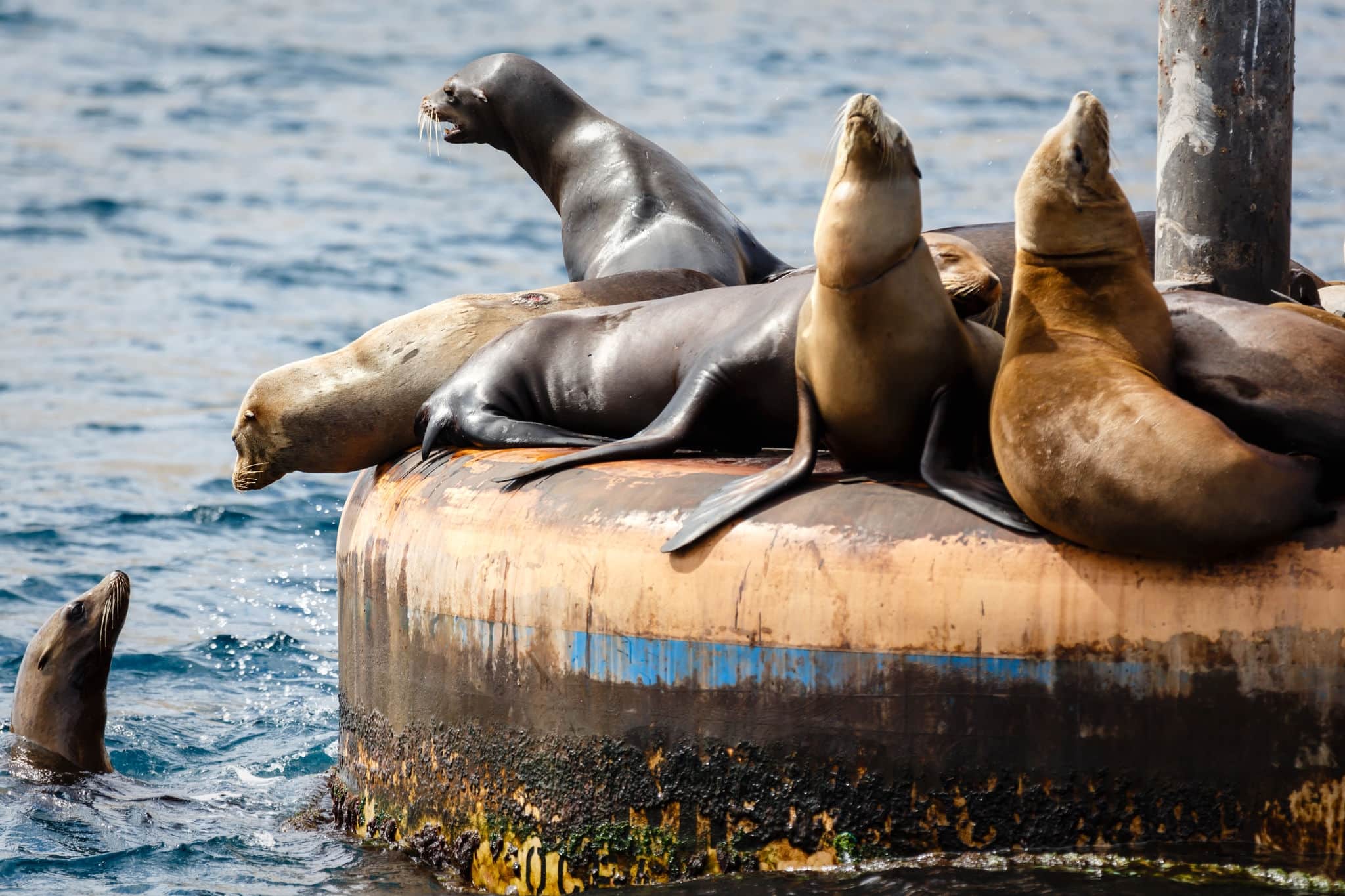 Bunch of sea lions male and female sea lions, zalophnus californianus, off Catalina Island California massed on piling at base of a channel  marker near Catalina Island barking to another in the water