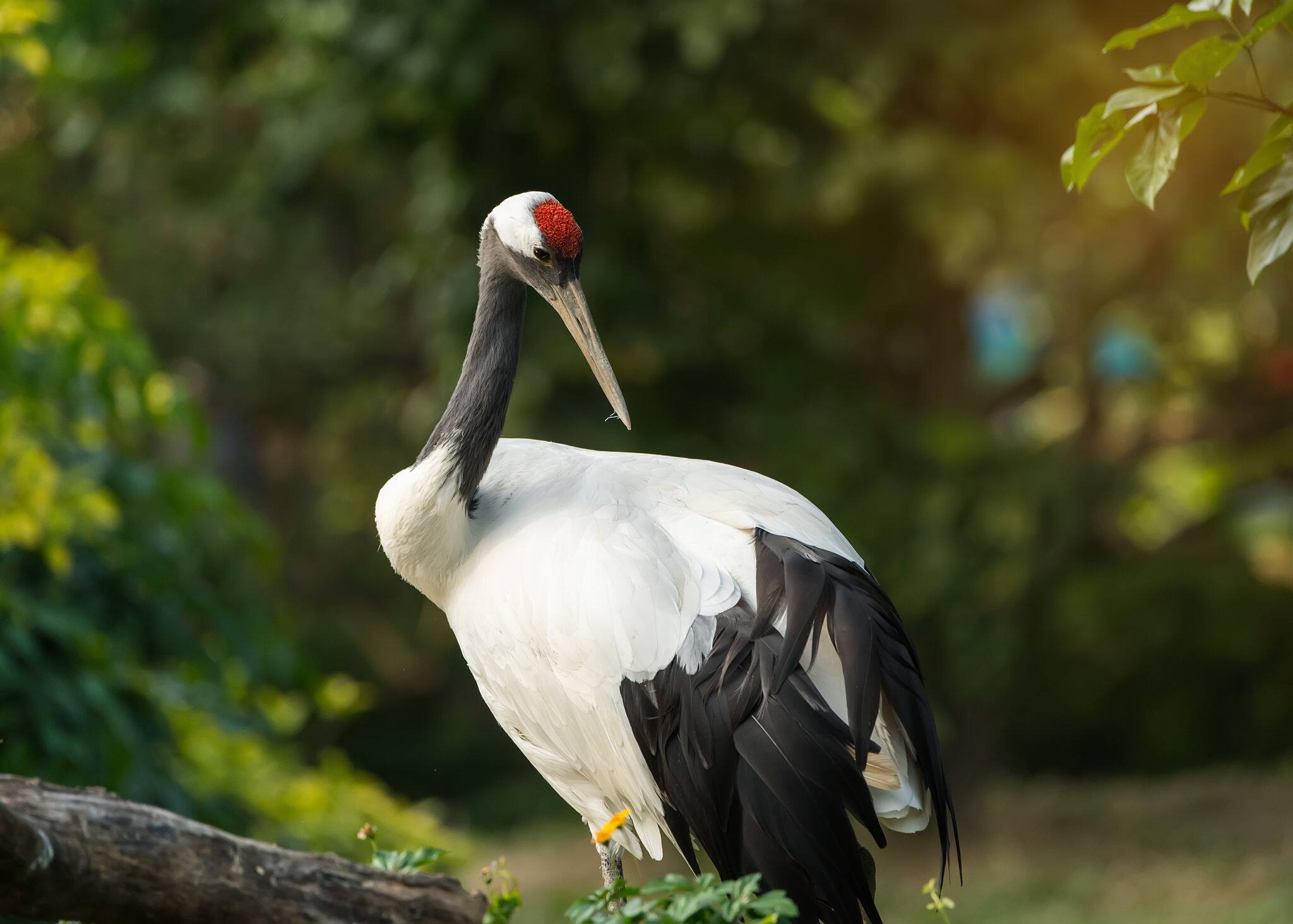 Red-Crowned crane