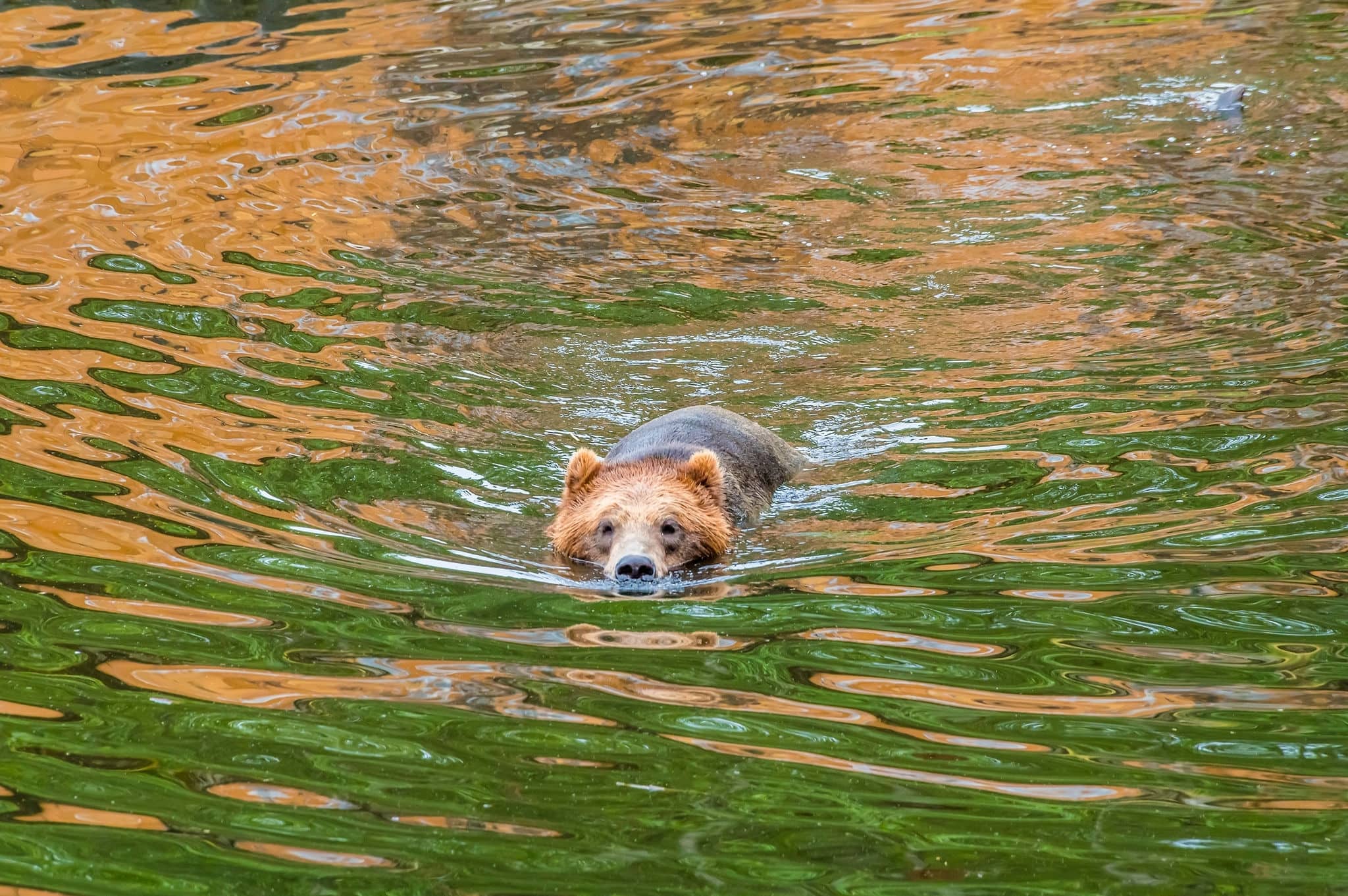 A view of an Alaskan brown bear swimming closer in the waters of Disenchartment Bay close to the Hubbard Glacier in Alaska in summertime