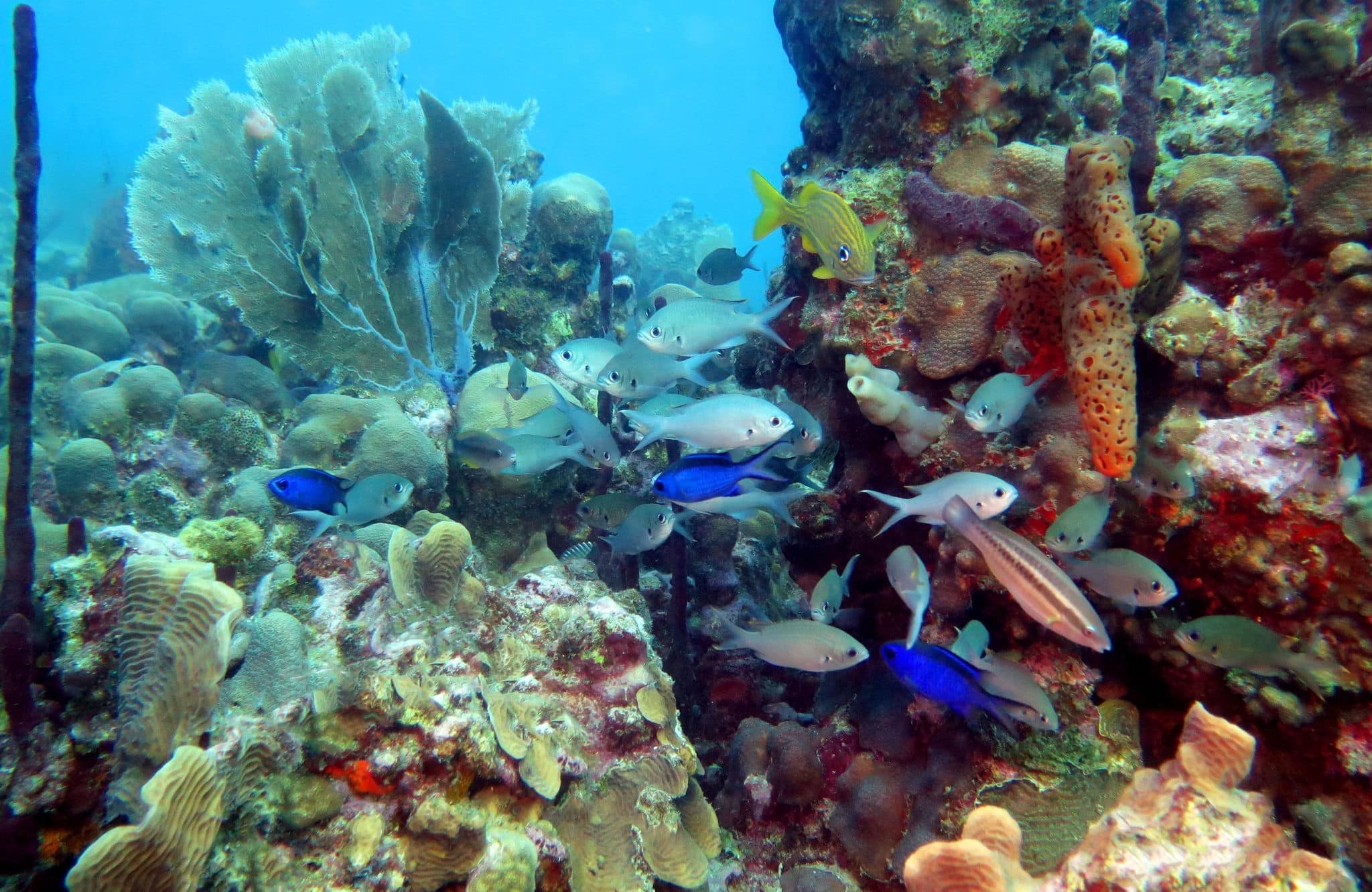 The Aquarium off Catalina Island, Dominican Republic