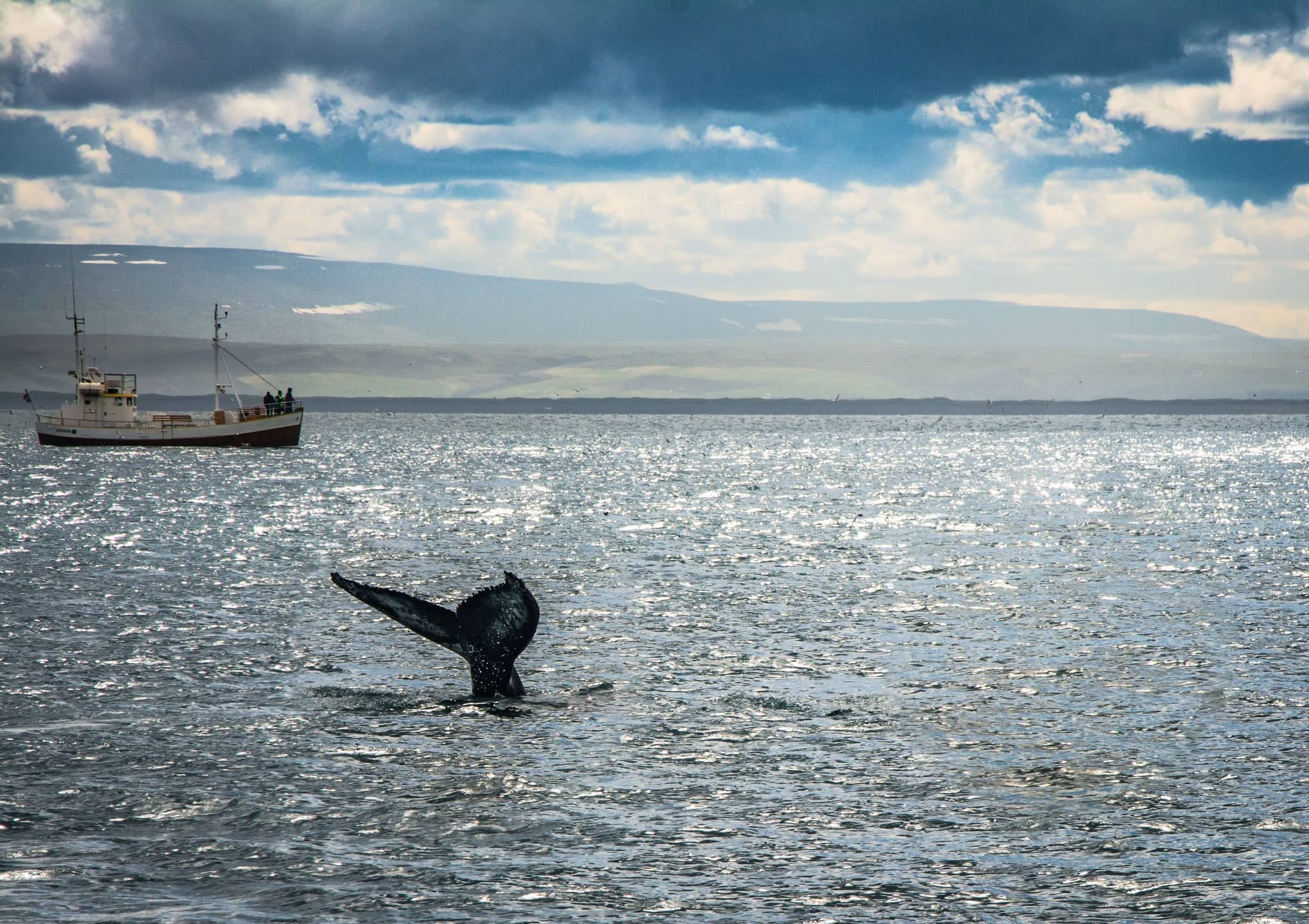 Guests of a whale watching tour observe a humpback whale in open water near husavik, iceland