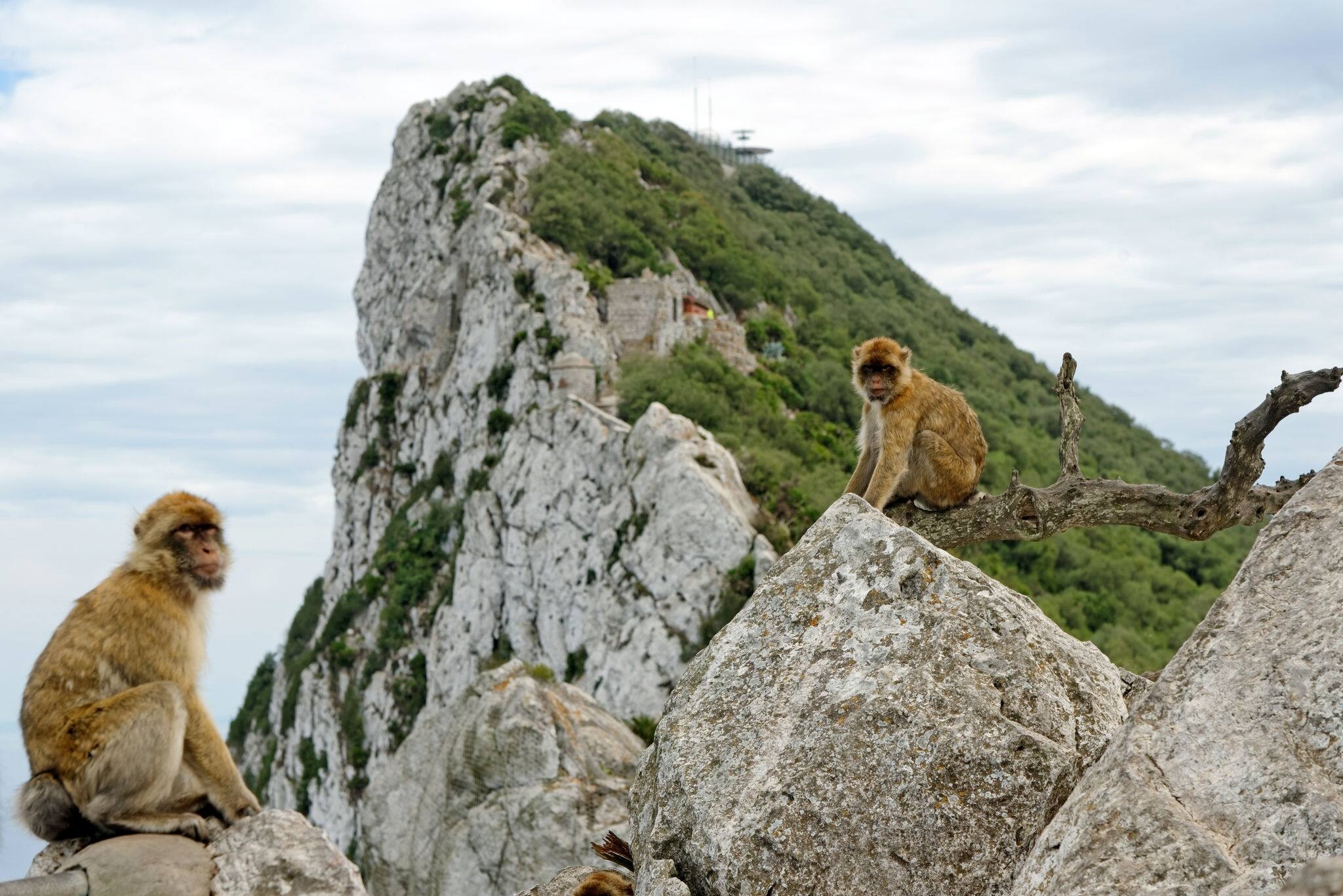 The famous Barbary macaque in Gibraltar National Reserve, considered by many the top tourist attraction in Gibraltar (British Overseas Territories).