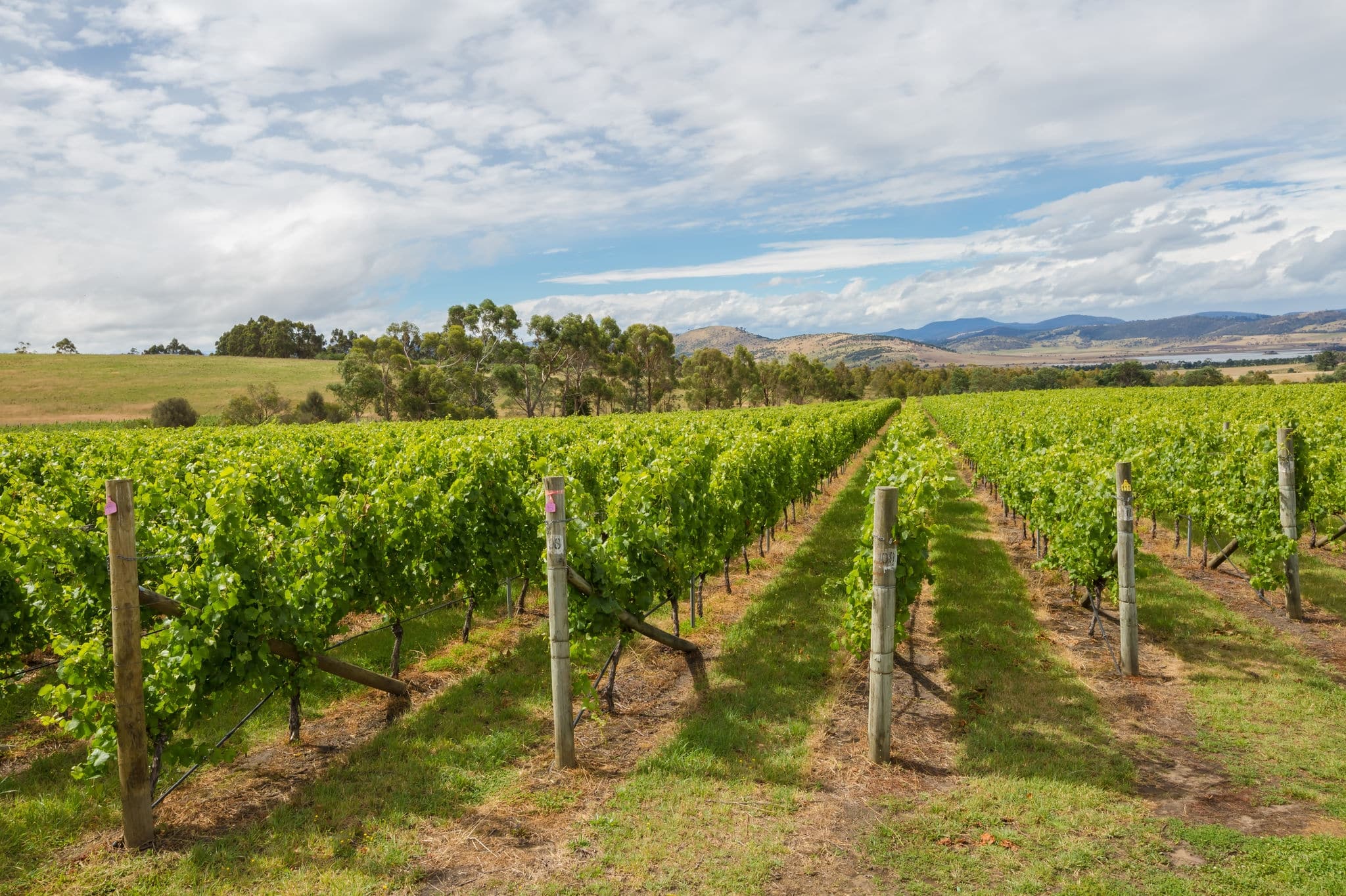 Colourful vineyard Landscape in the area between Richmond, Cambridge and Hobart in Tasmania, Australia.