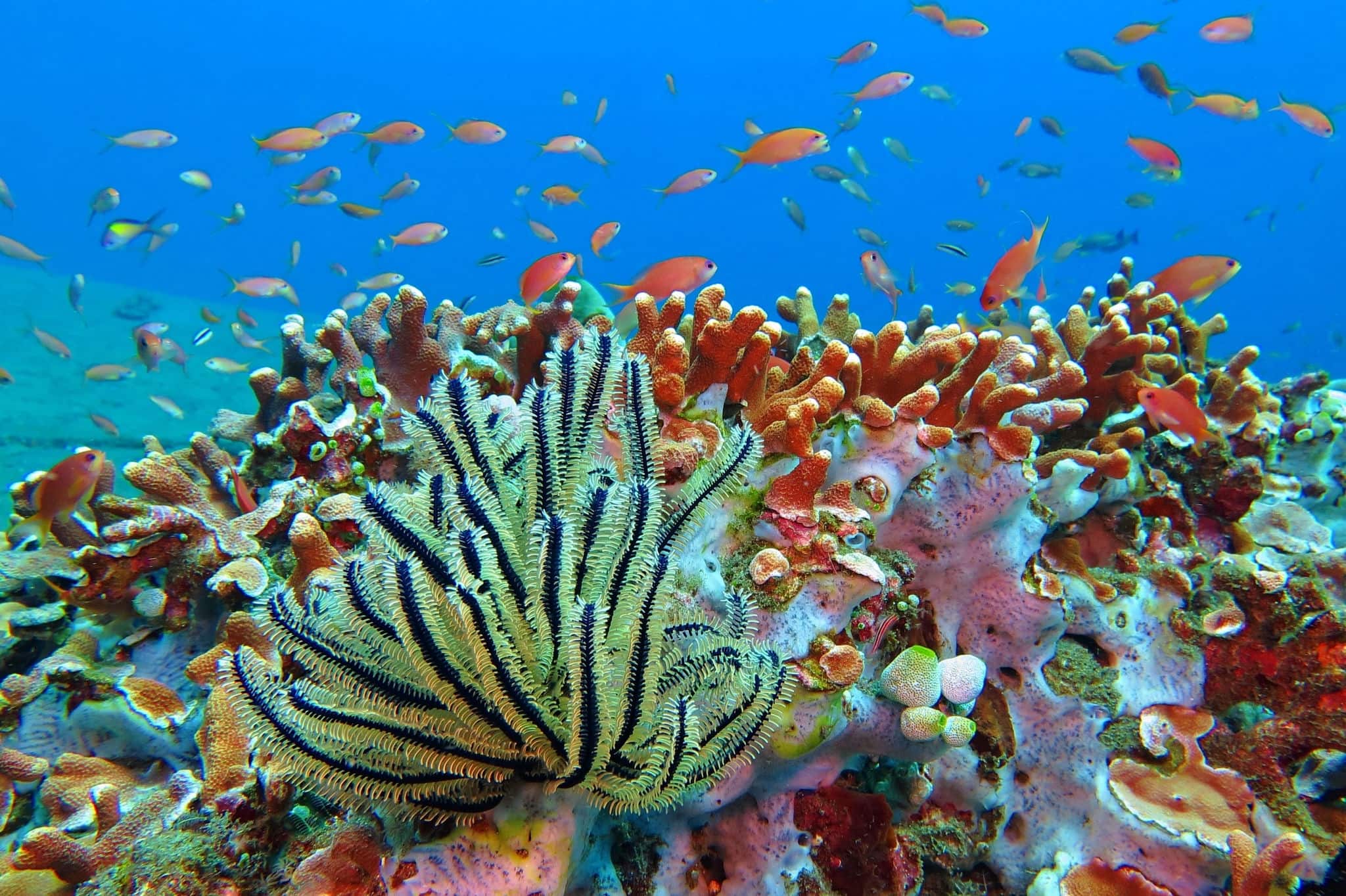 School of tropical fish on the colorful underwater coral reef. Scuba diving with sea wildlife. Snorkeling on the reef with fish. Sea lily, corals and anthias fish.
