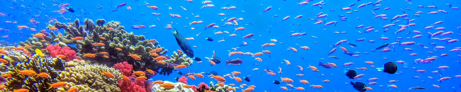 Savusavu Cruise underwater Hero