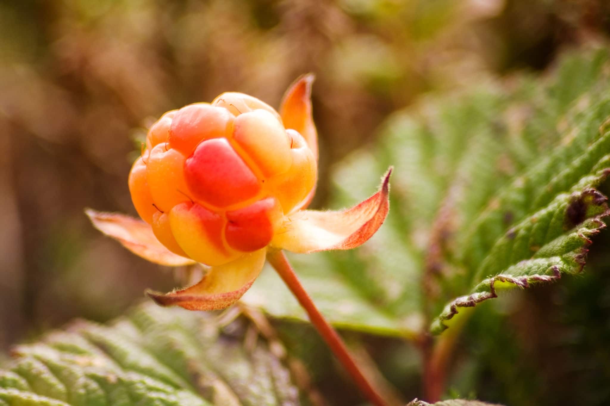 in tundra on Kamchatka ripens the cloudberry