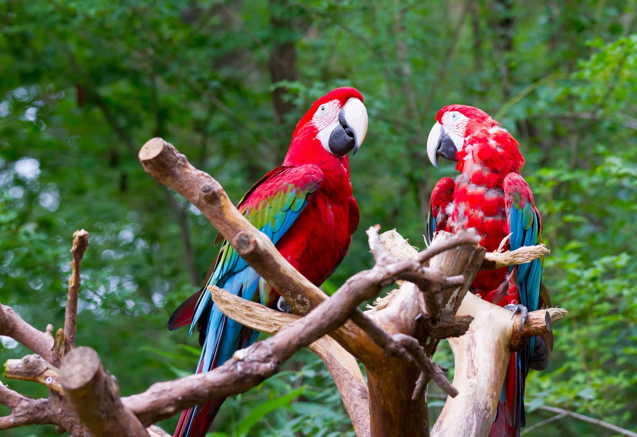 pair of parrot bird sitting on the perch