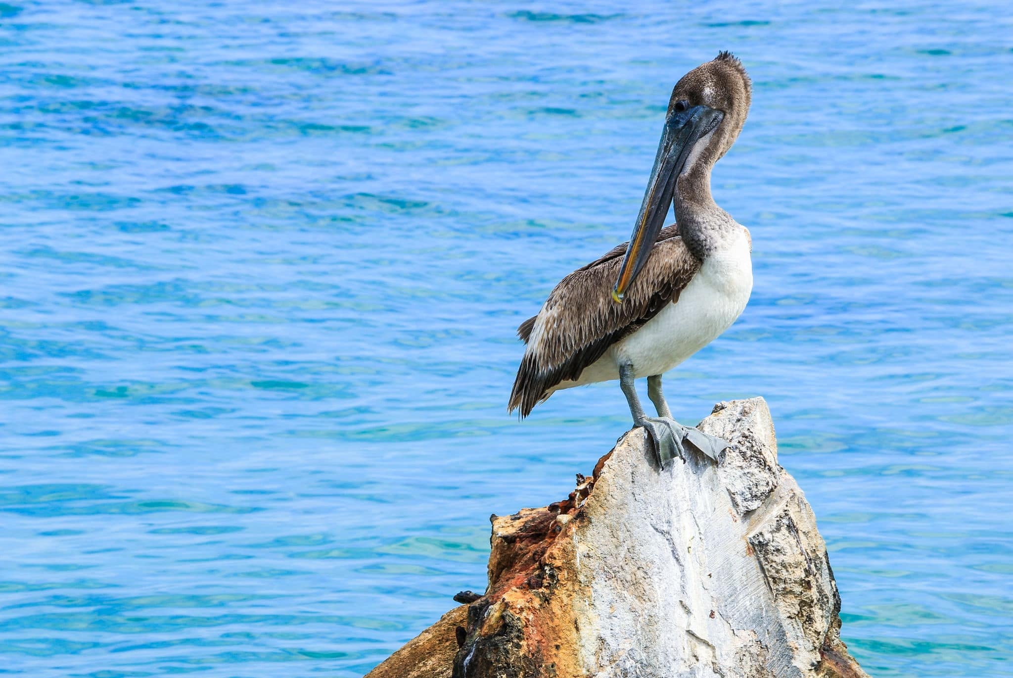 Brown Pelican. A brown pelican viewed on the cost of Cozumel, Mexico.