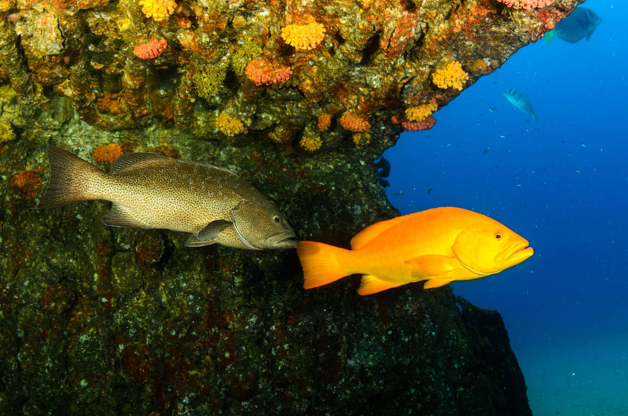 Yellow Leopard grouper (Mycteroperca rosacea), in a shipwreck, reefs of the Sea of Cortez, Pacific ocean. Cabo Pulmo National Park, Baja California Sur, Mexico. Cousteau named it The world's aquarium.