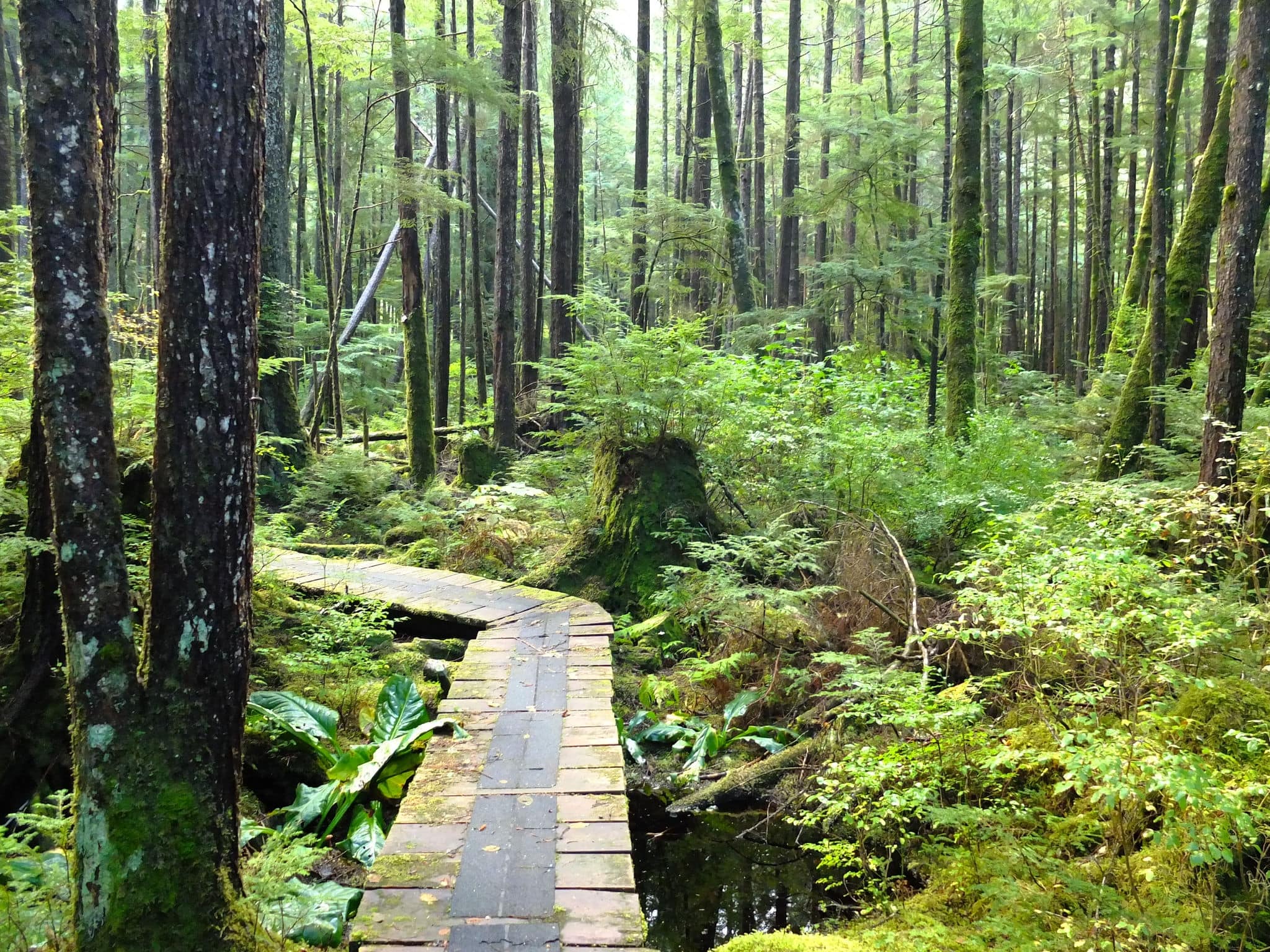 Walk through a rainforest, Prince Ruper, British Columbia, Canada
