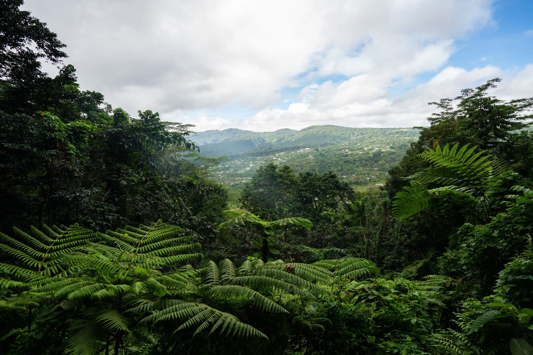 The walking track on Mount Vaea in Apia, Samoa