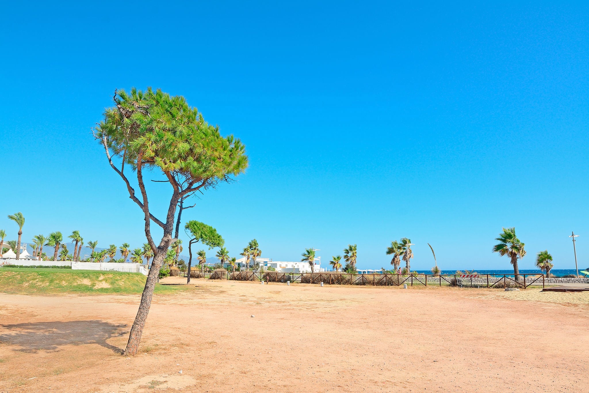 pine tree in Poetto beach, Sardinia