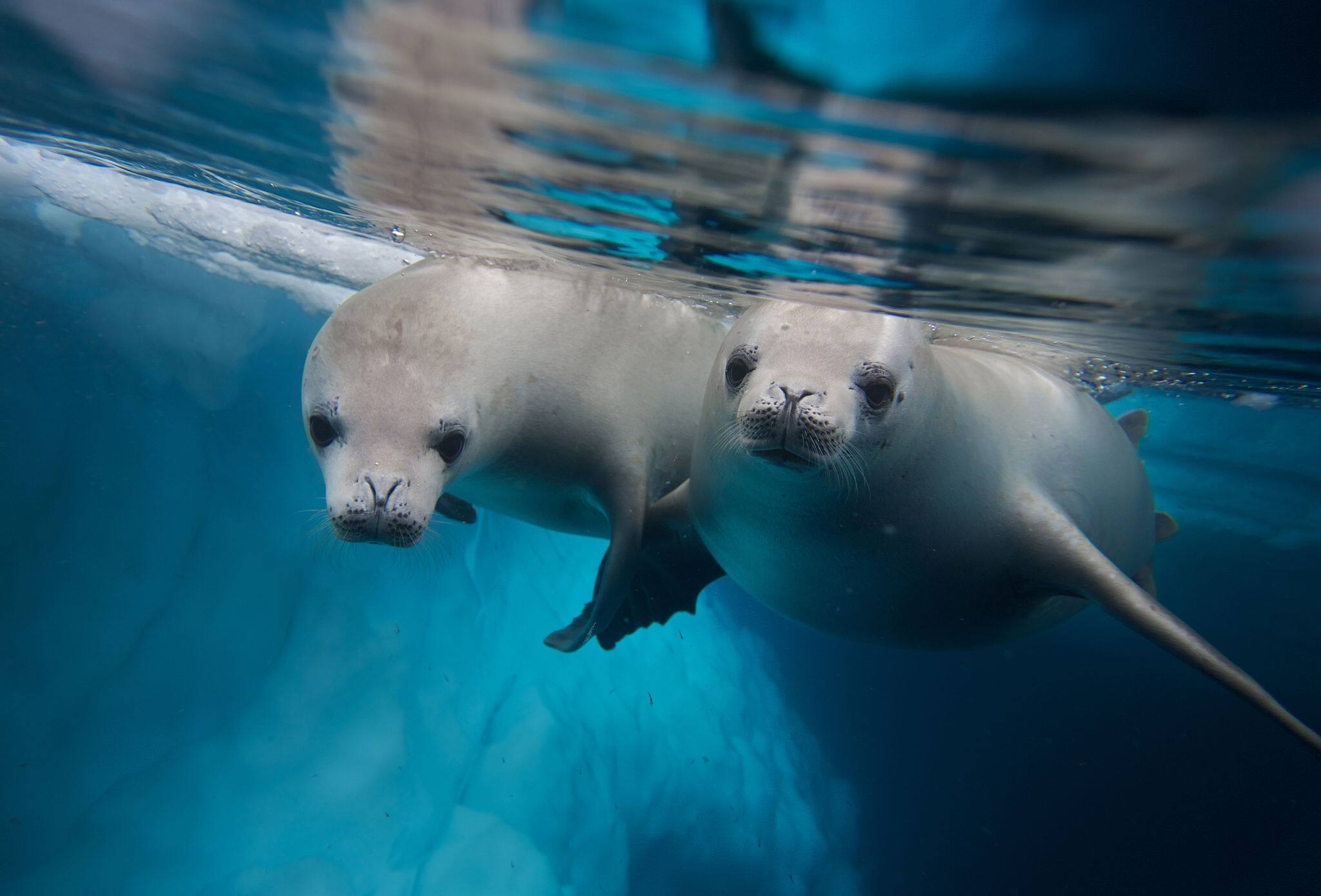 two diving crabeater seals (Lobodon carcinophagus)