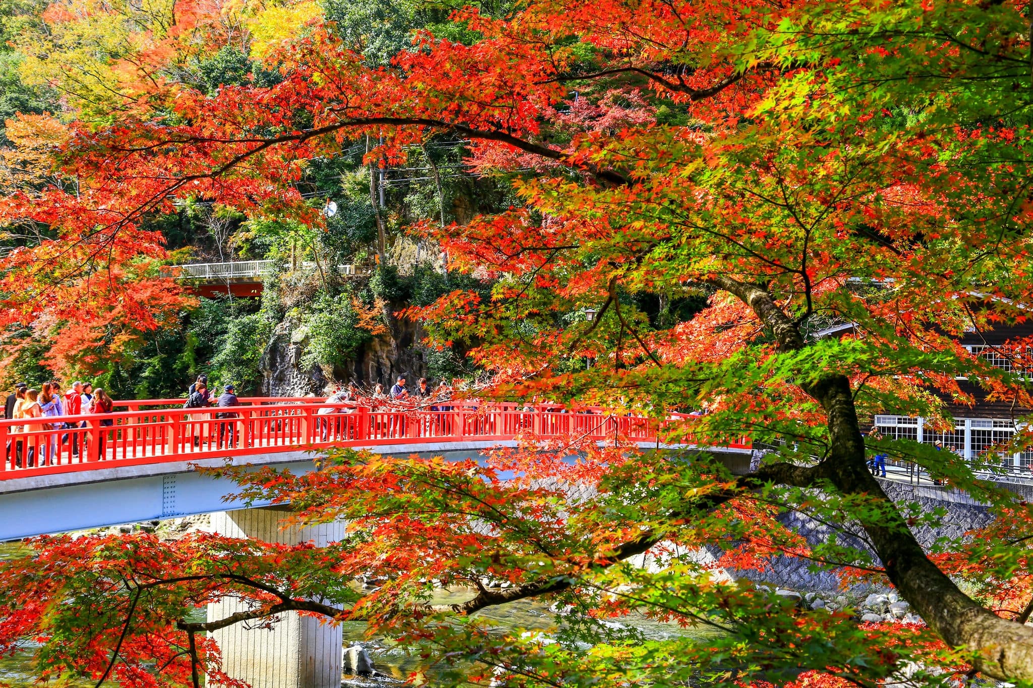 Aichi, Japan - November 11, 2018 : Korankei is a valley near Nagoya reputed to be one of the best spots for autumn colors in the Chubu Region.