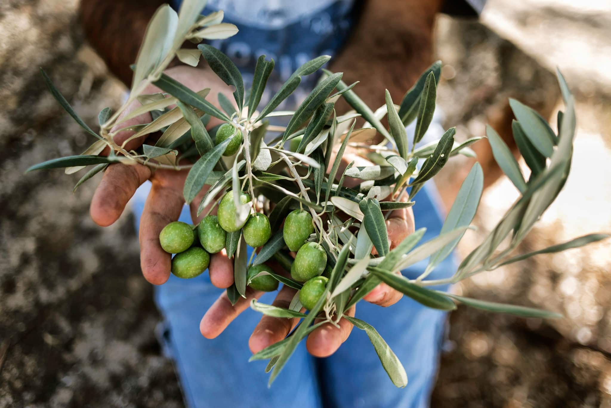 Man with a pile of green olives in his hands freshly collected during the harvesting. Harvested fresh olives in the hands of farmer. Lesbos. Greece.