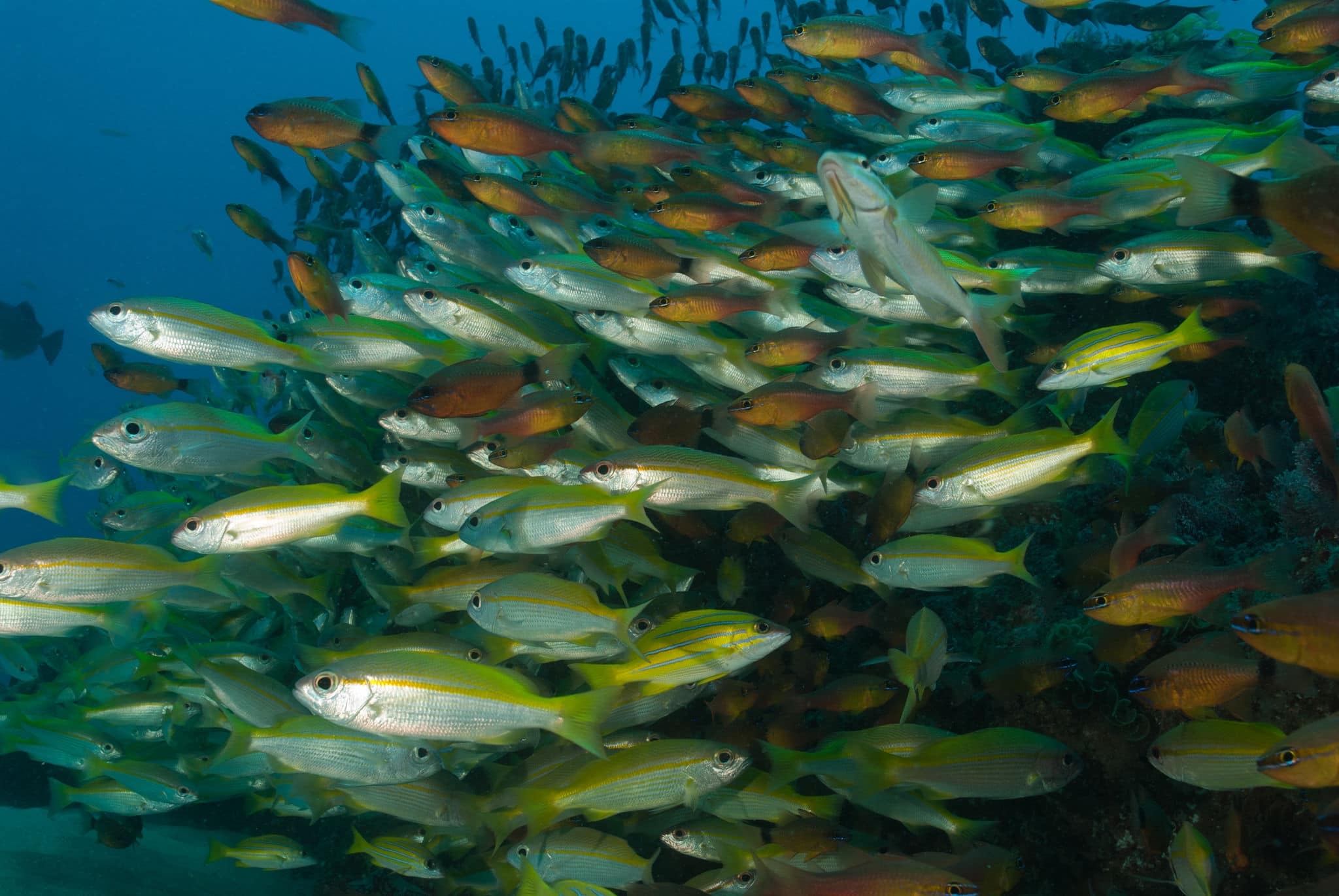 A school of fish swimming along a reef, Mozambique