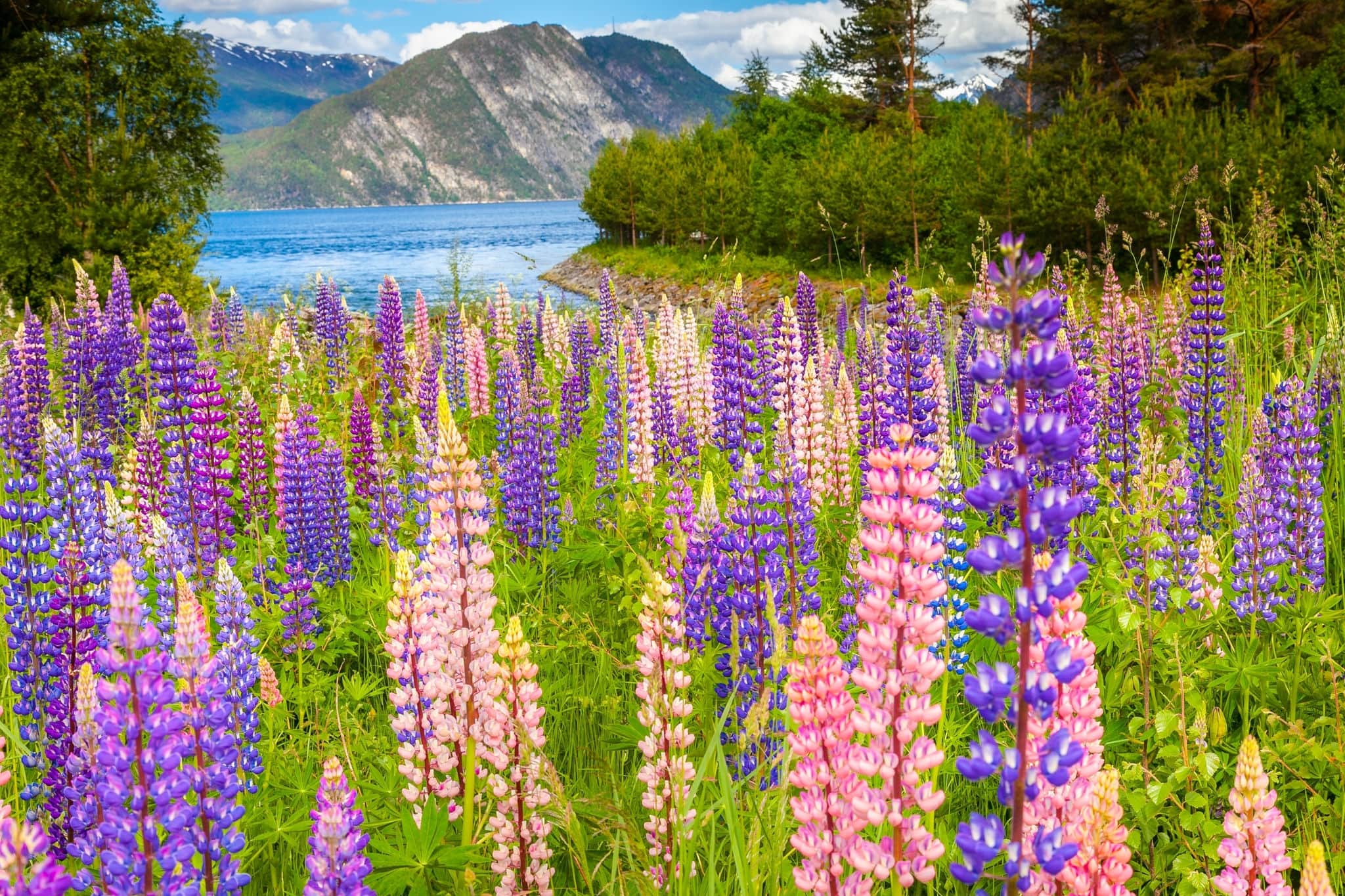 Norway countryside with colorful lupines wildflowers in Aurland, near Sognefjord, Scandinavia