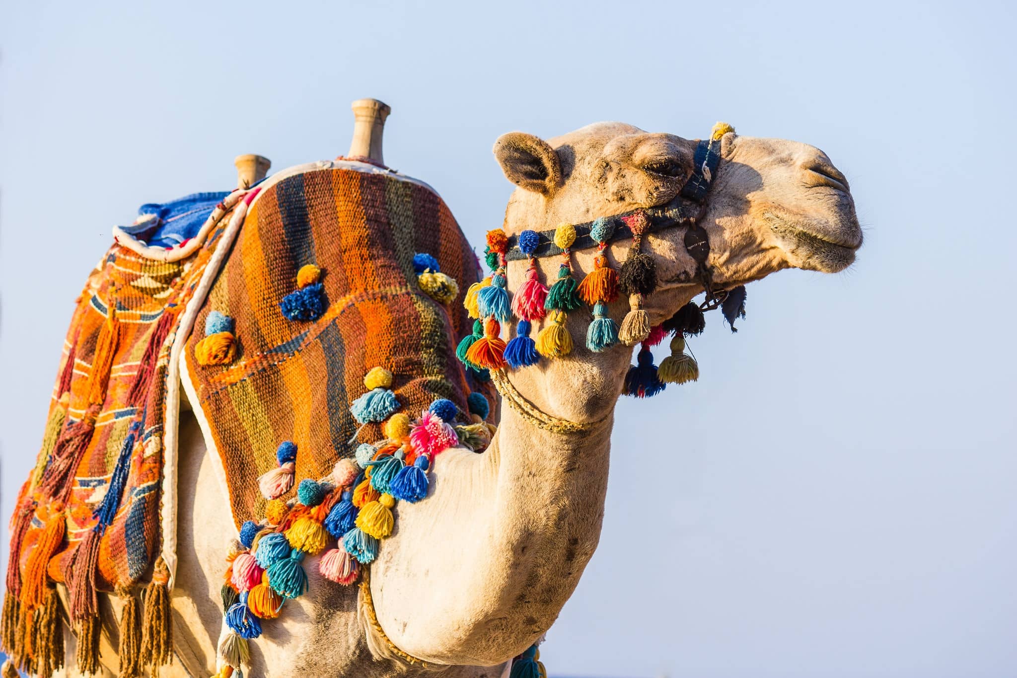 The muzzle of the African camel close-up