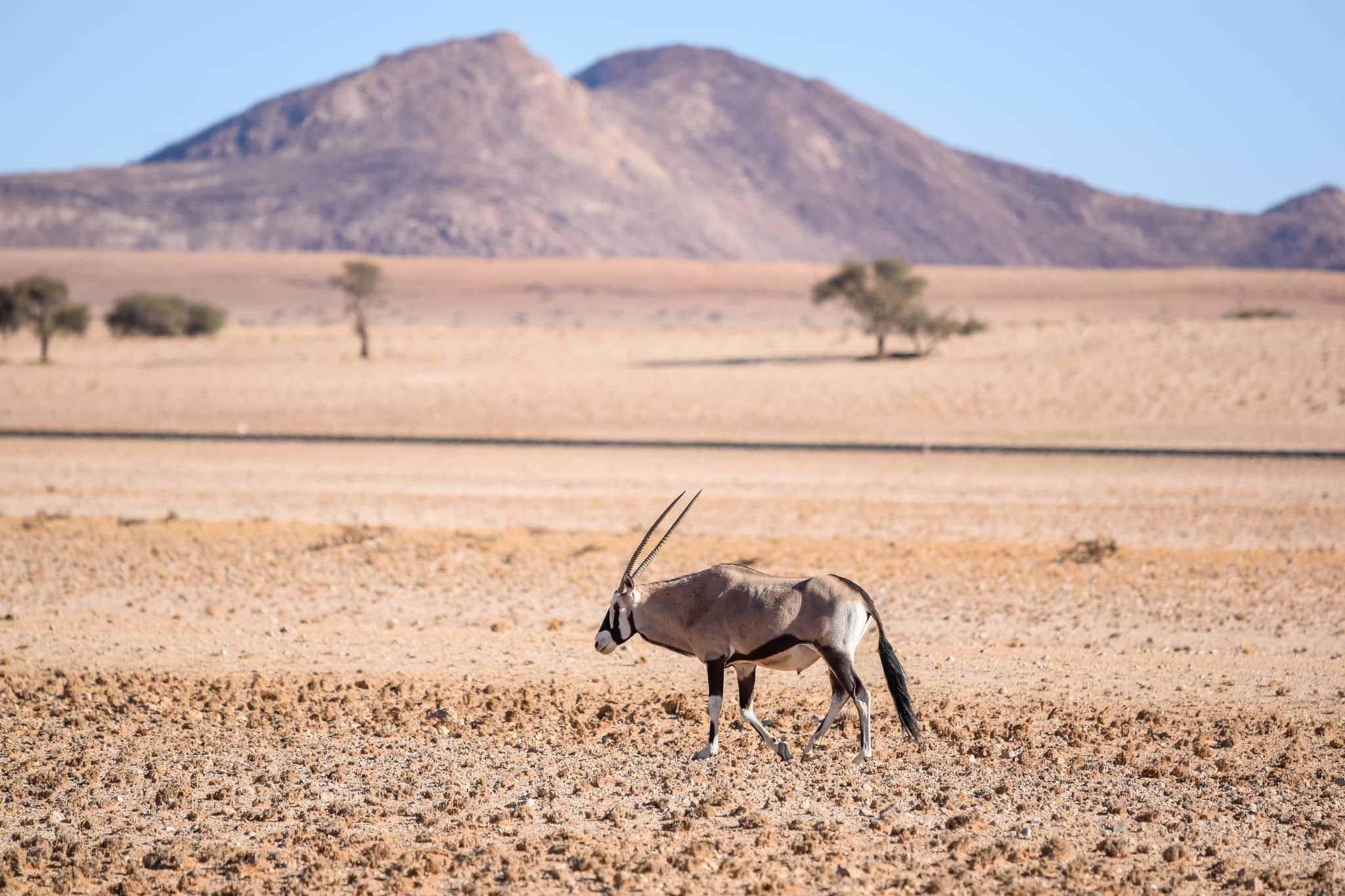 Beautiful Gemsbok, also called Oryx antelope, standing in the Namib Desert in Namibia, Africa, near the town of Lüderitz  / Lüderitz. Mountains and train tracks in the background.