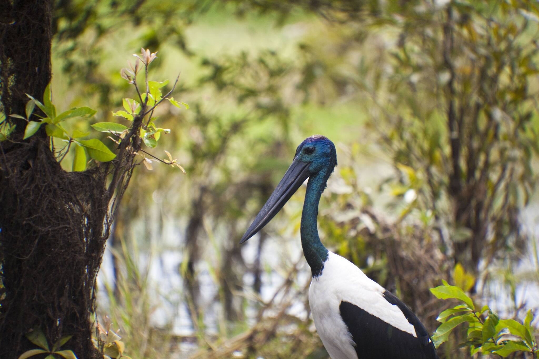 Australian jabiru bird by the Yellow River in Kakadu national park, Australia