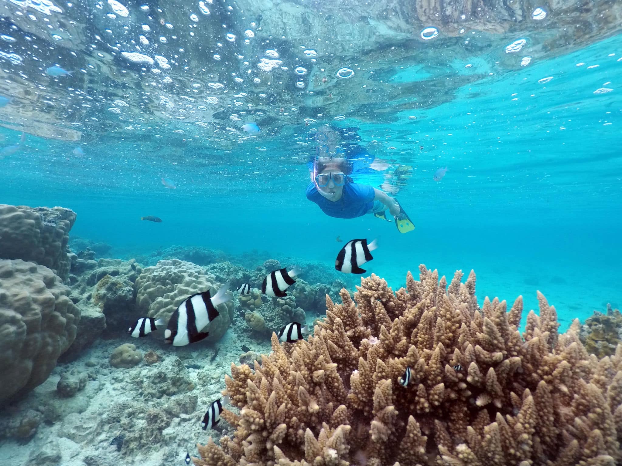 Woman snorkelling with Dascyllus aruanus fish in Rarotonga, Cook Islands.