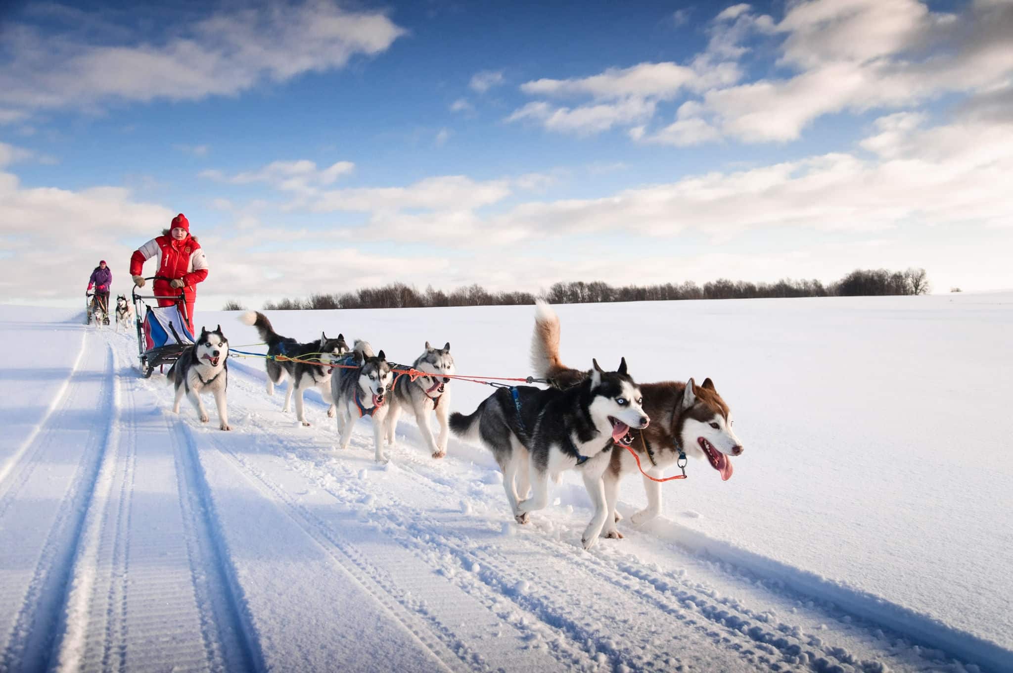 Woman musher hiding behind sleigh at sled dog race on snow in winter