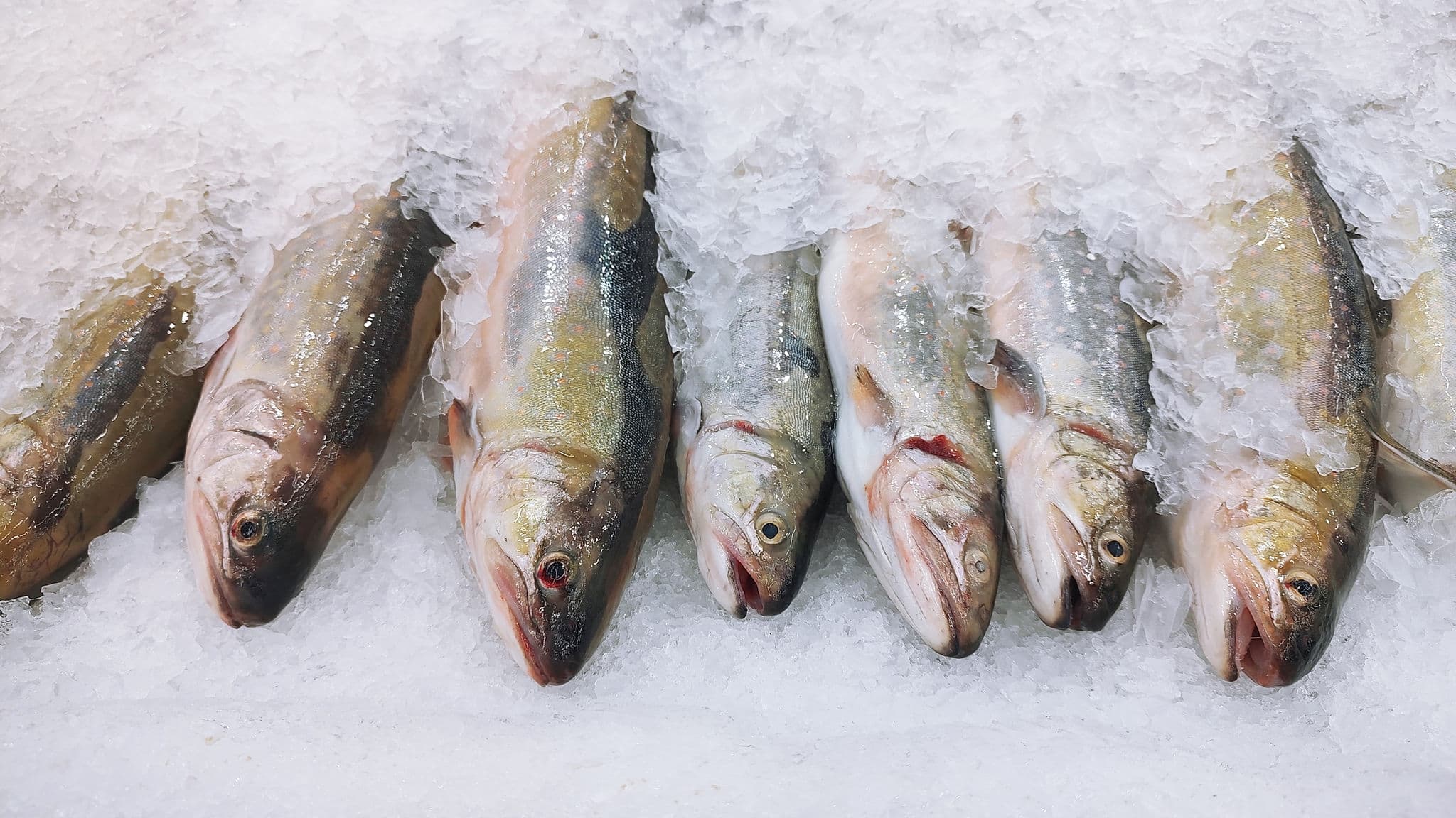 Arctic char fresh fish on ice in a food market
